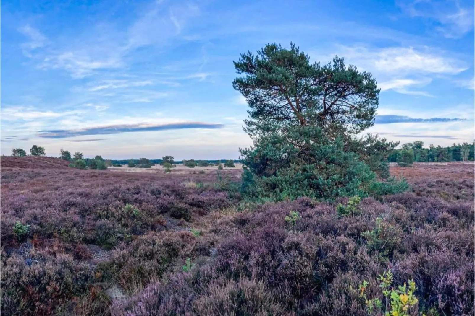 Huisje Putten-Gebiete Sommer 20 km