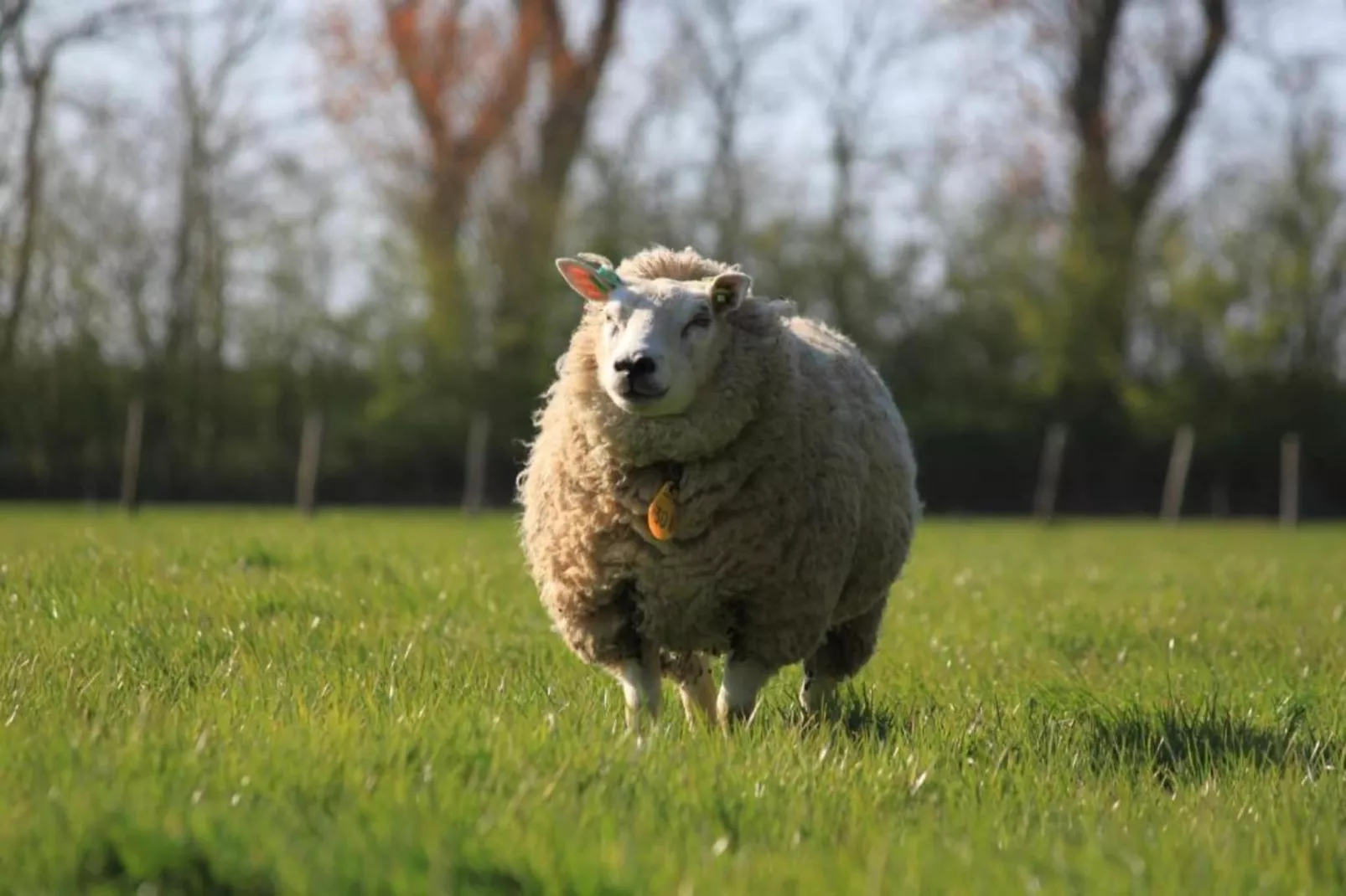 Recreatiepark Wiringherlant - Wiringher Villa 23-Areas within 20km in summer