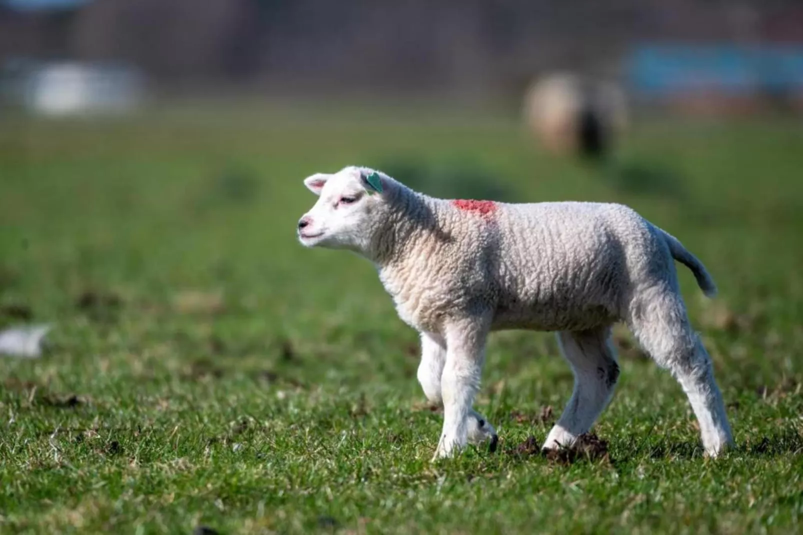 Residentie Californië 9-Zones été à 20 km