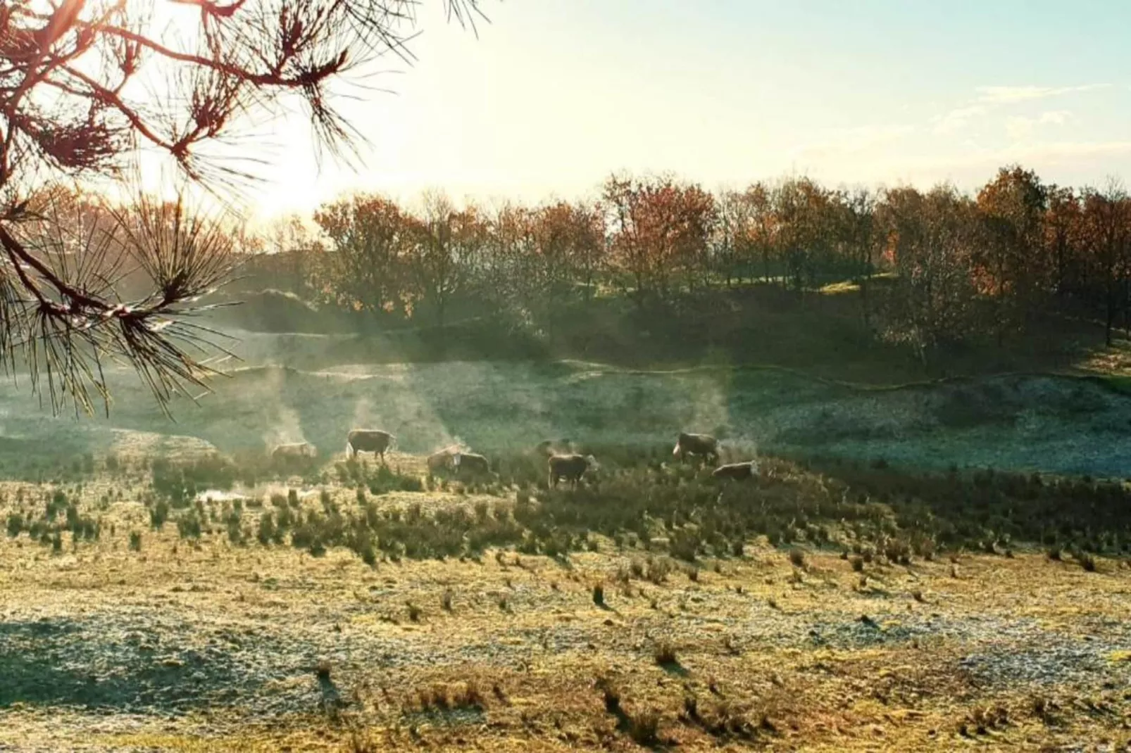 Vakantiepark Hof Domburg 23-Areas within 20km in summer