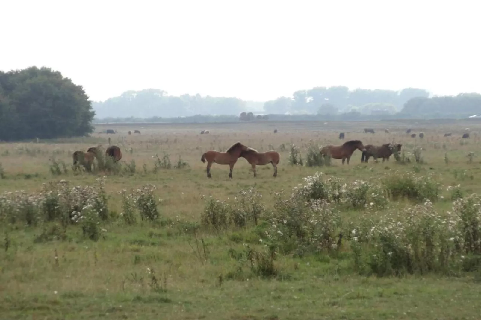 Vakantiepark Schaijk 4-Areas within 5km in summer
