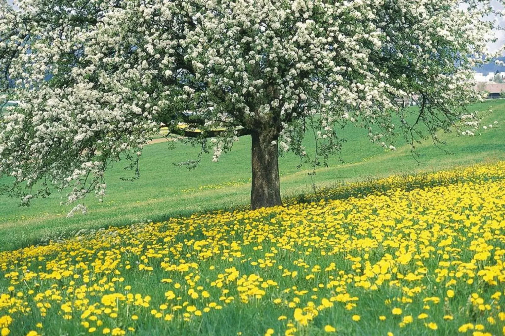 Hoeve A Gen Water- Donderblumke-Gebiete Sommer 20 km