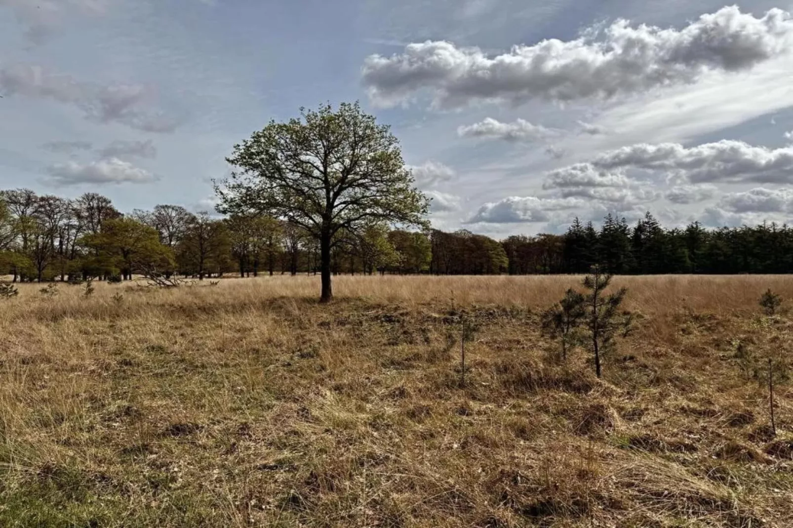 Bungalowpark Hoenderloo 3-Areas within 20km in summer