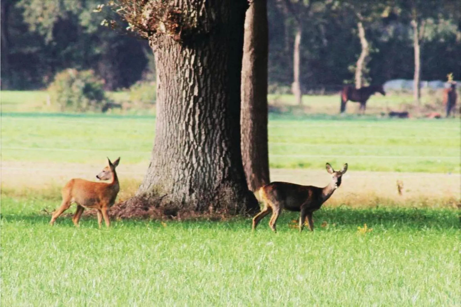 Vakantiepark Horsetellerie 1-Zones été à 20 km