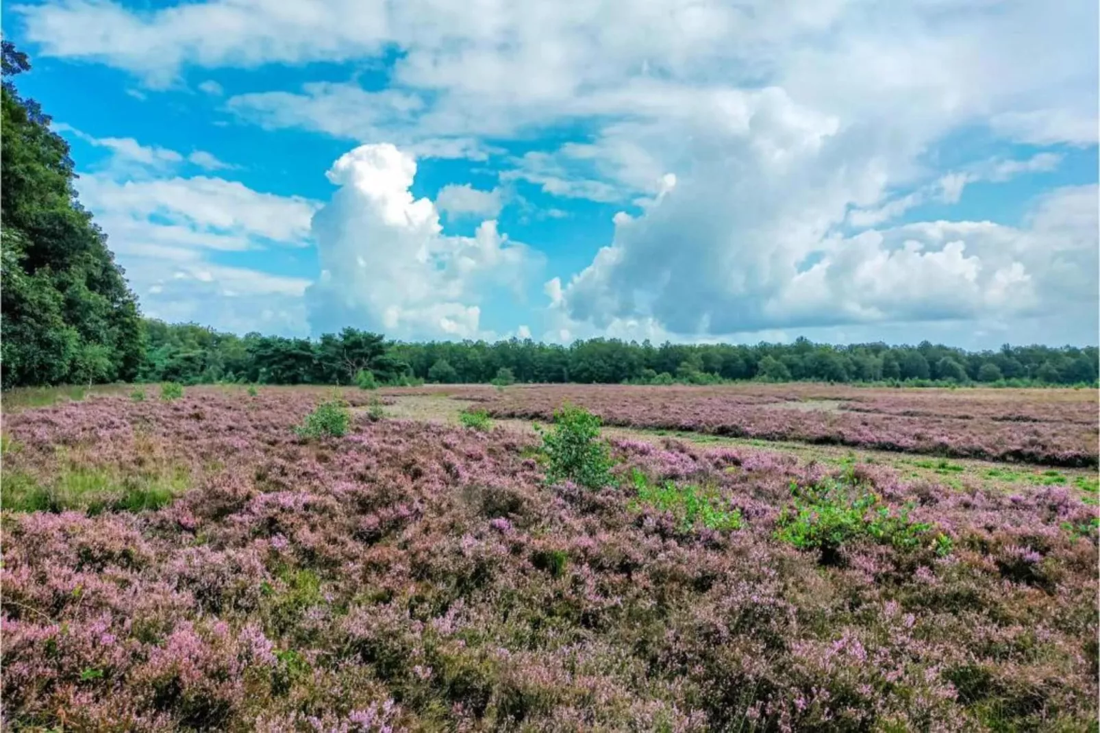 Bospark Lunsbergen 7-Gebiete Sommer 20 km