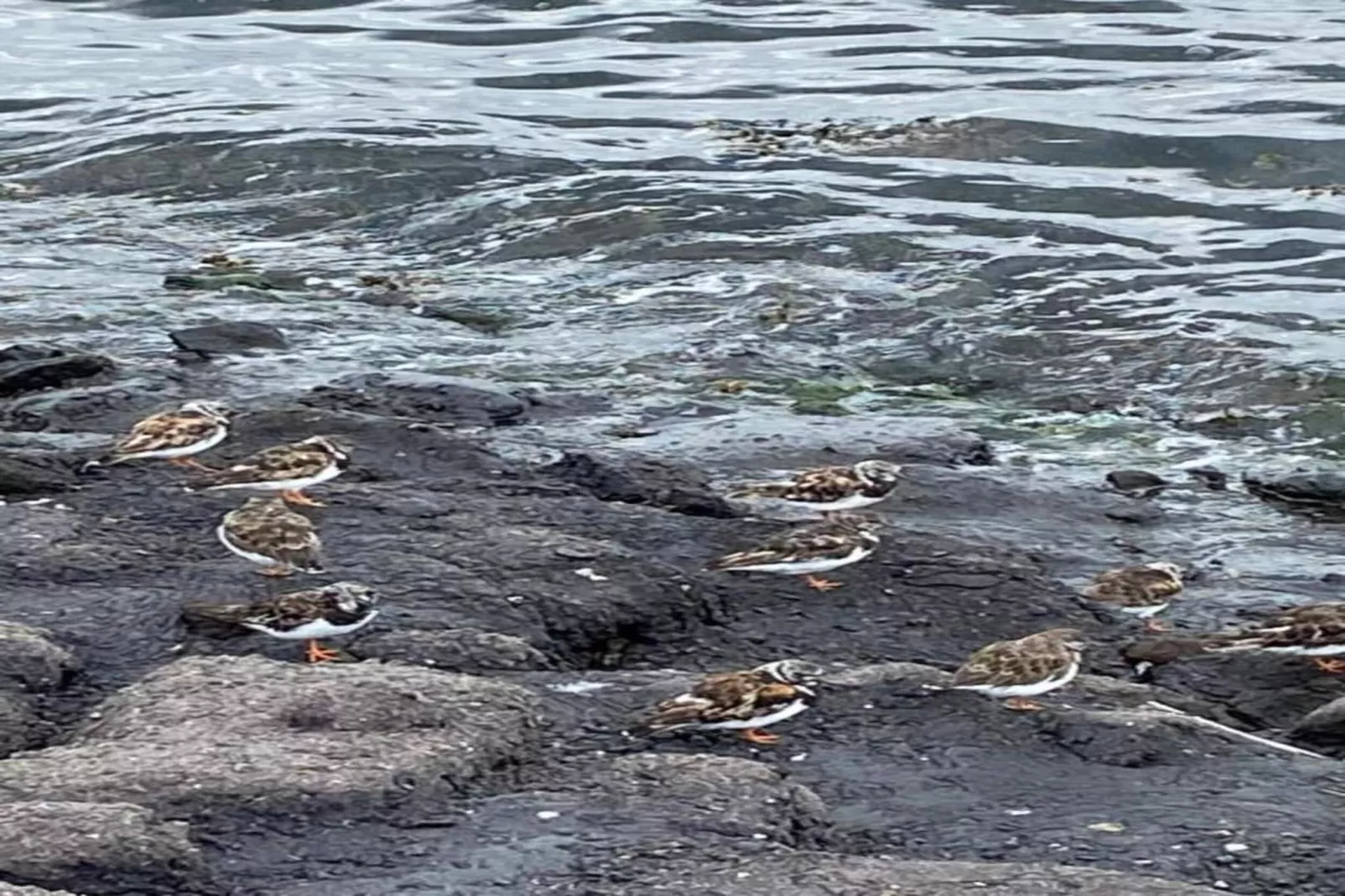 De Meerkoet Huis Nr 37-Zones été à 20 km
