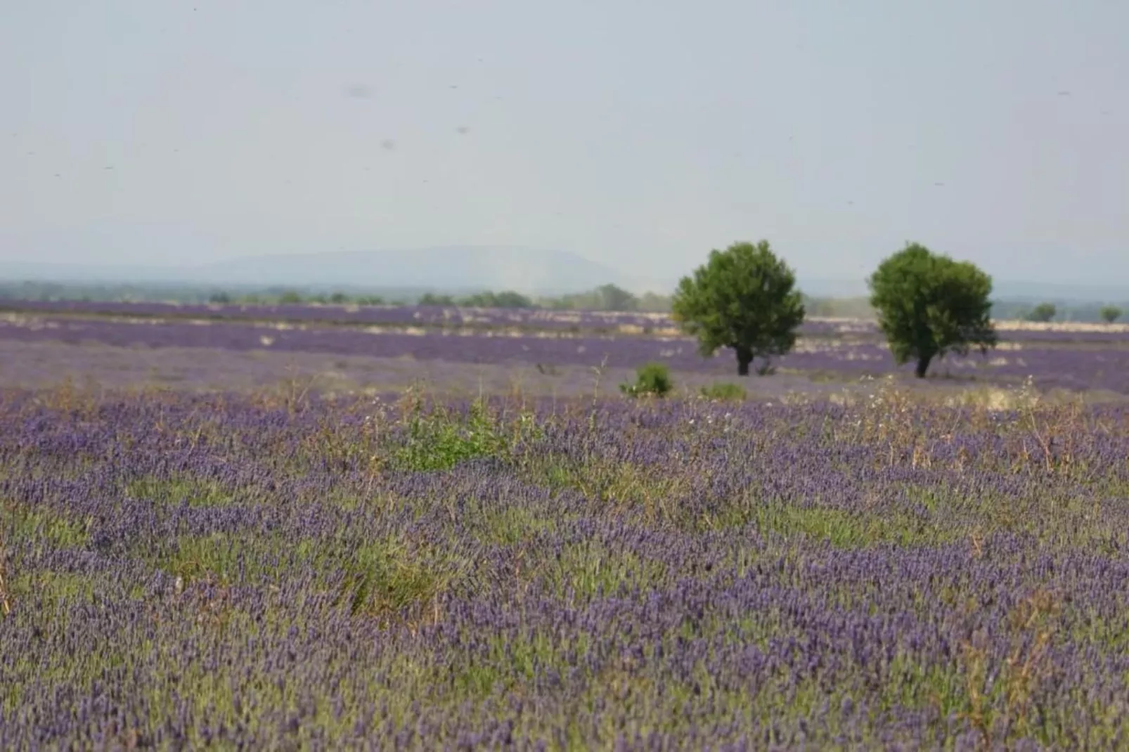 	 Résidence La Licorne de Haute-Provence 5-Gebiete Sommer 5 km