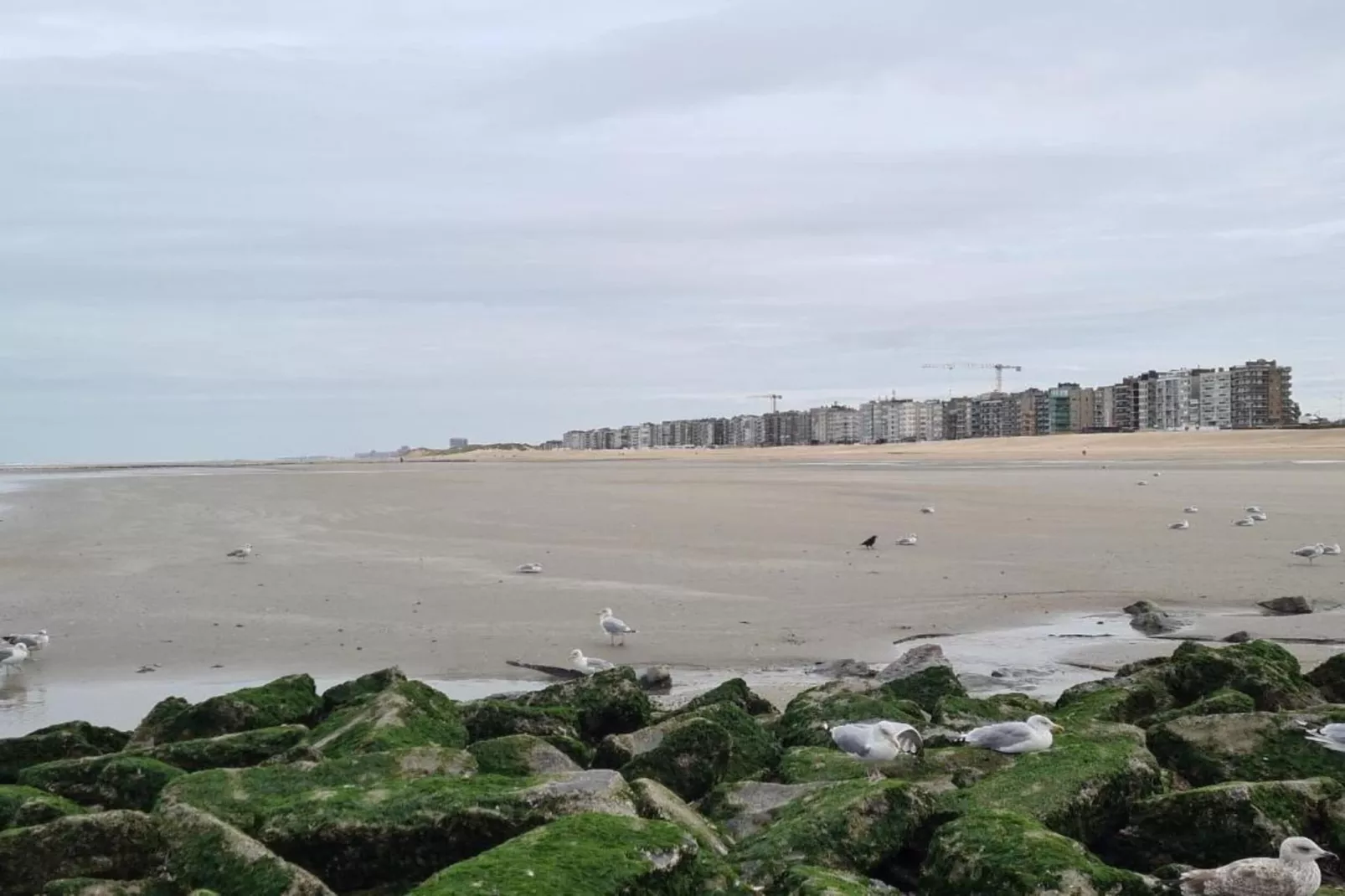 Las palmas 501-Areas within 1km in summer