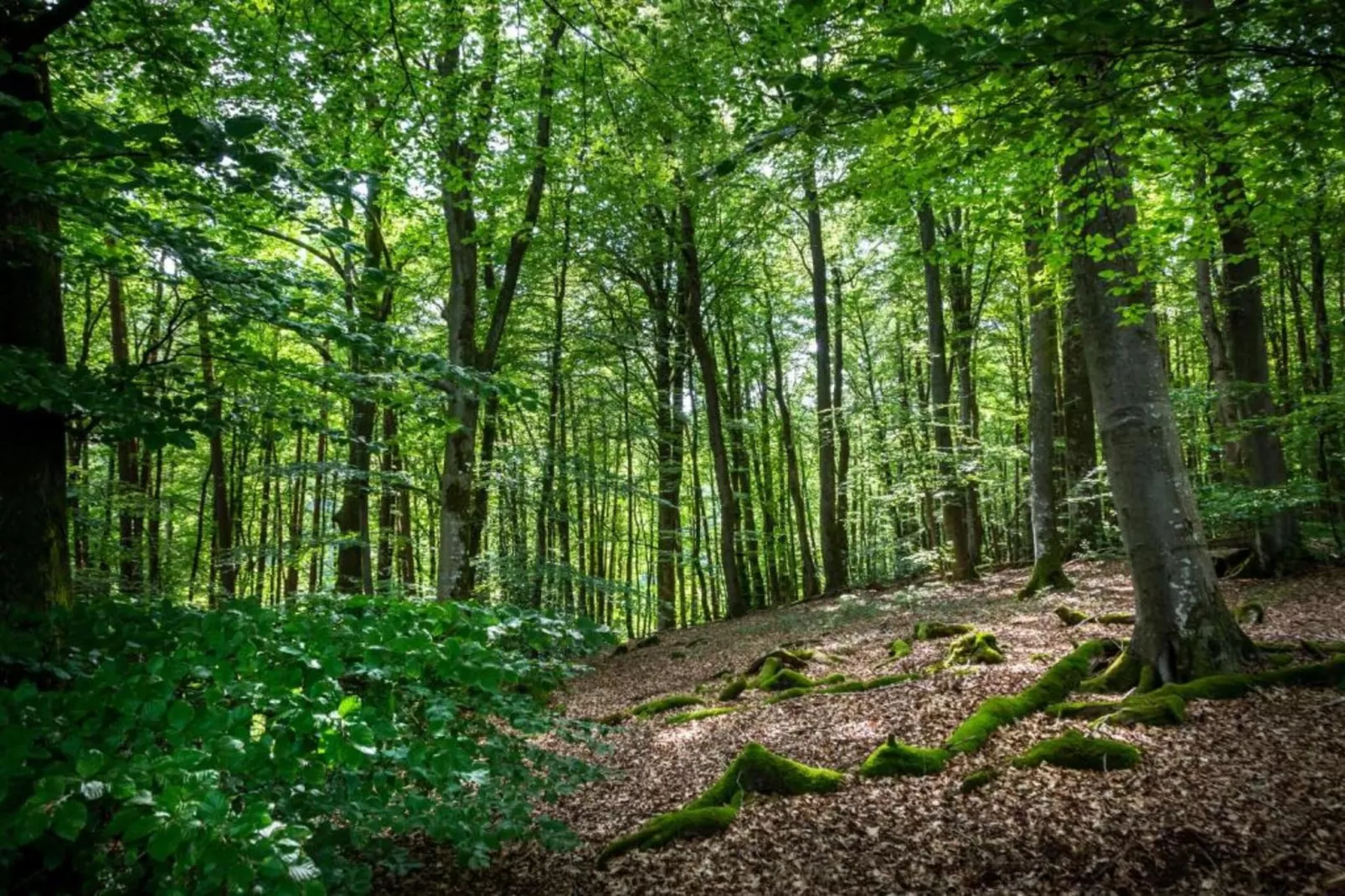 Resort Auf Kengert 1-Areas within 5km in summer