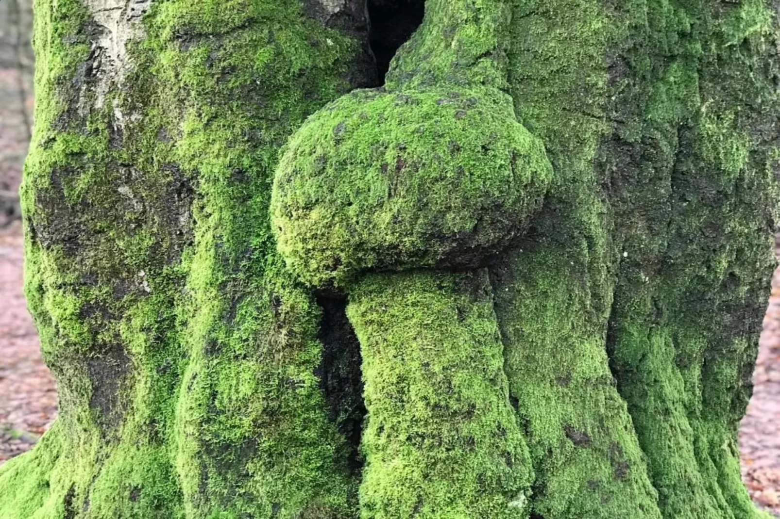 Vakantiepark De Rimboe & De Woeste Hoogte 42-Zones été à 5 km