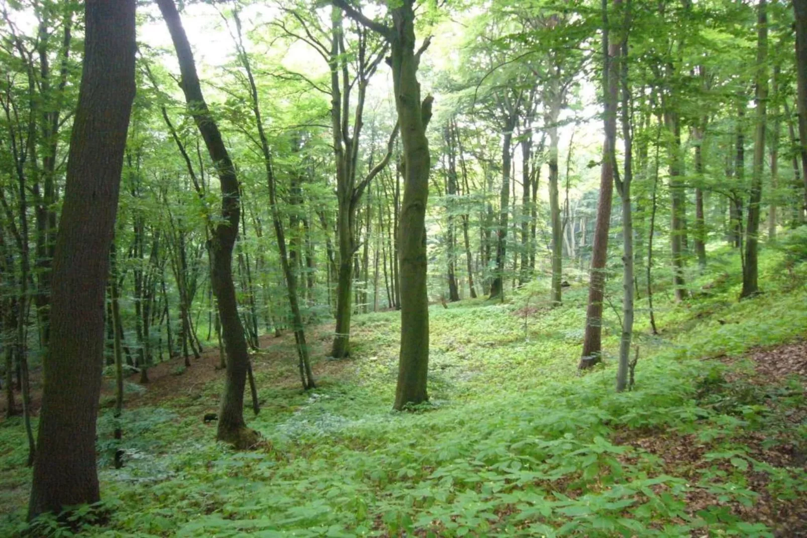 Ferienwohnung Bockwiese-Hahnenklee-Areas within 20km in summer