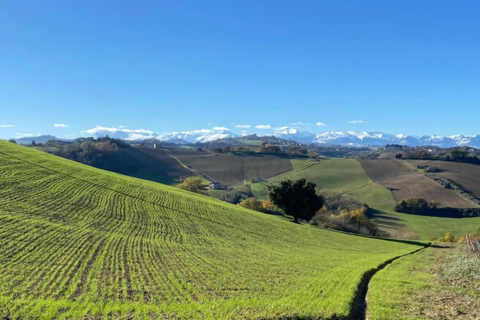 Mimosa-Areas within 20km in summer