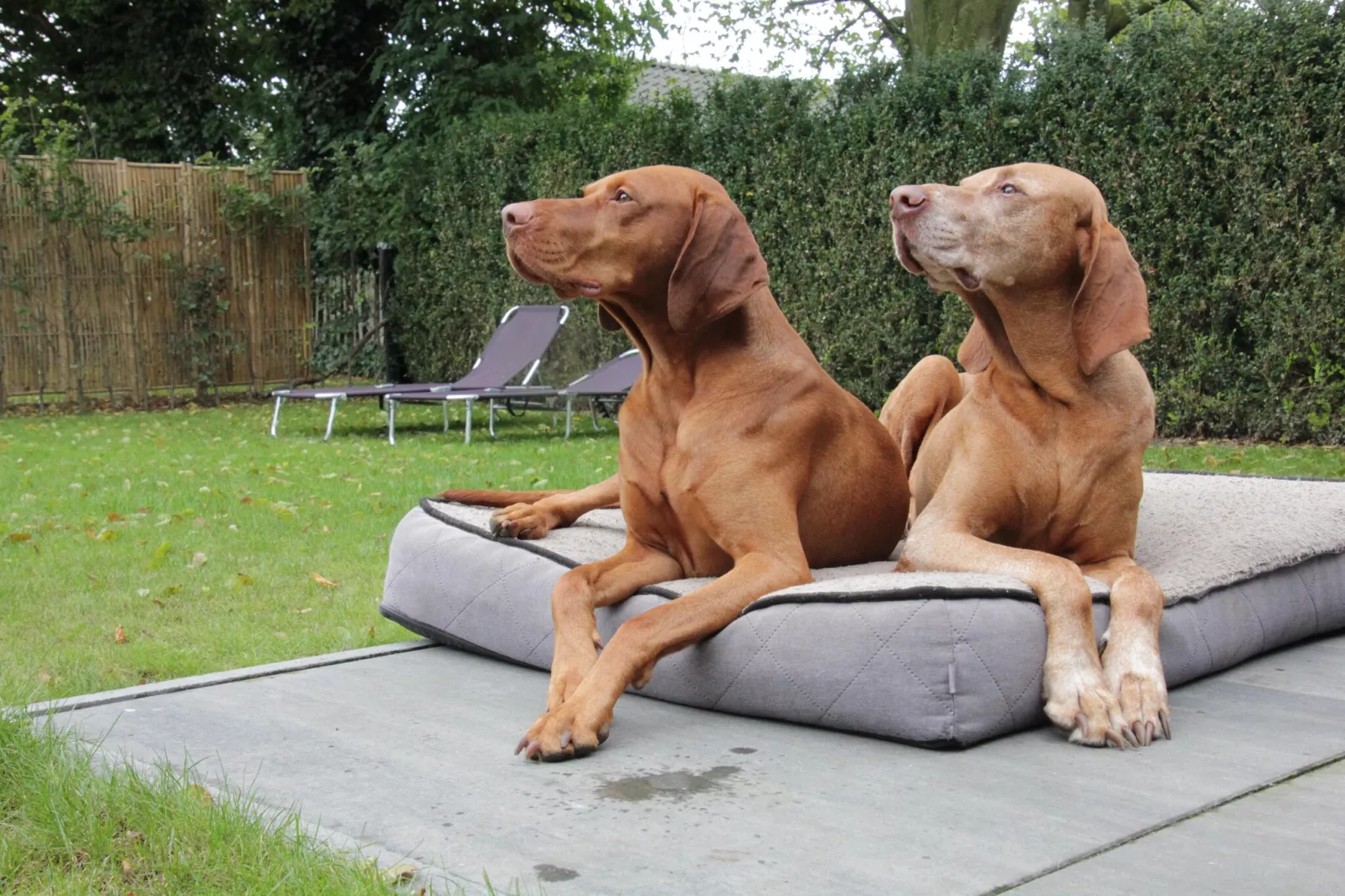 Dorpswoning Op Niveau 4-Gardens in summer