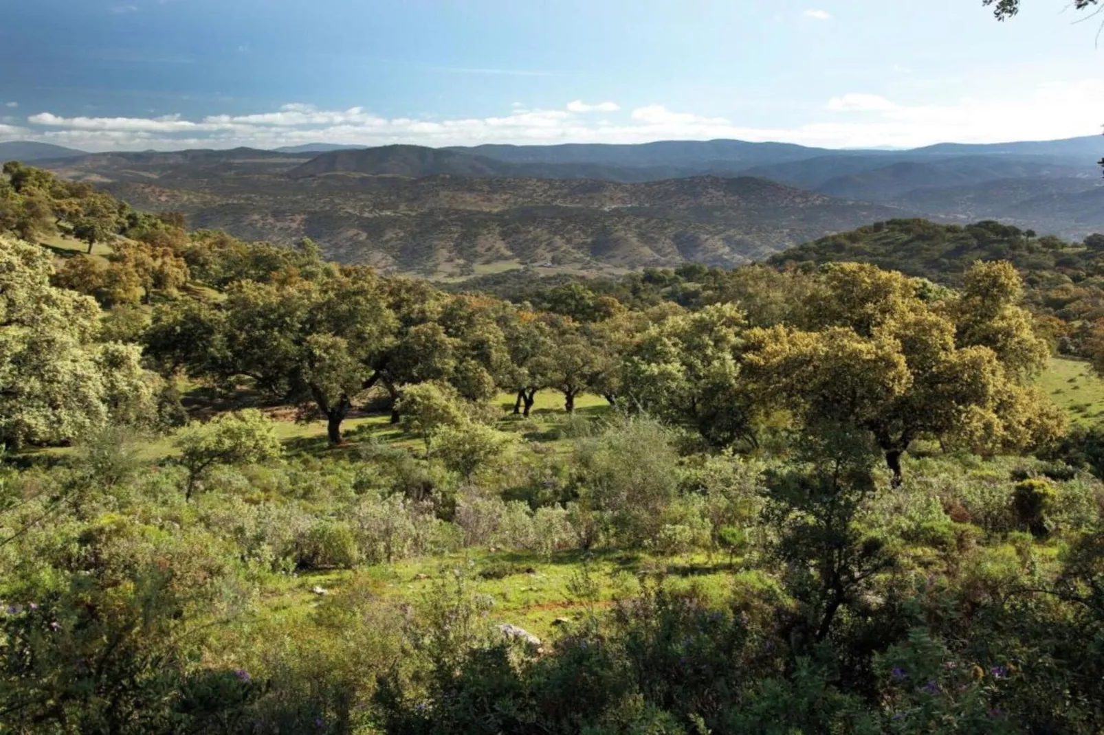 The Turtle-Areas within 5km in summer