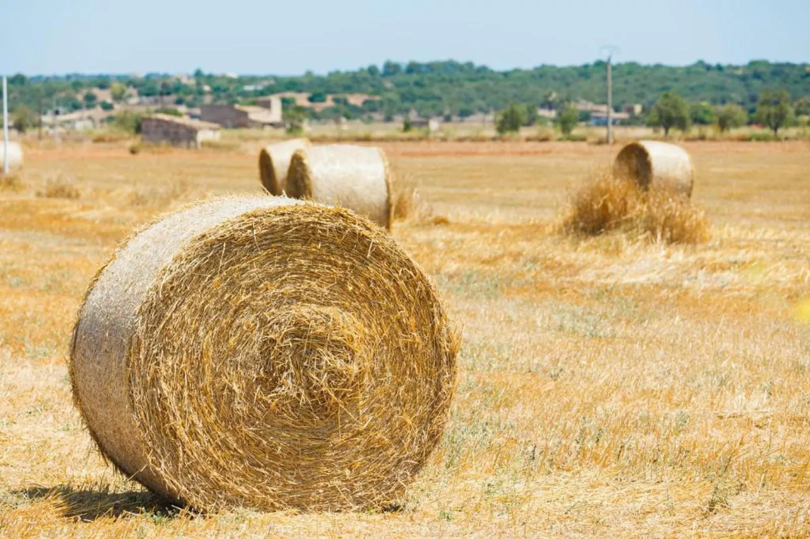 Can Nyany Buger-Areas within 20km in summer