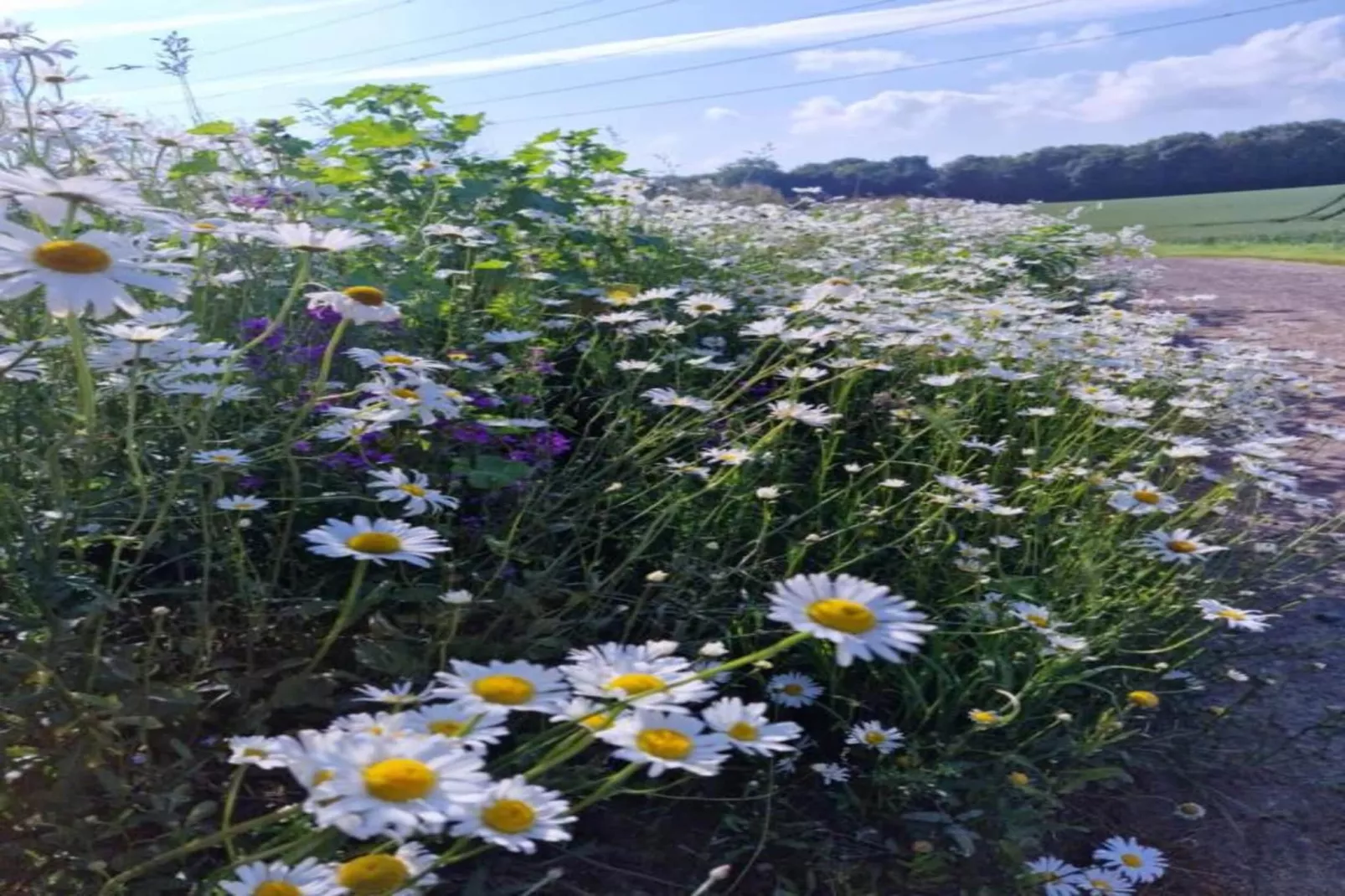 Macray La Colline aux Framboises-Areas within 20km in summer