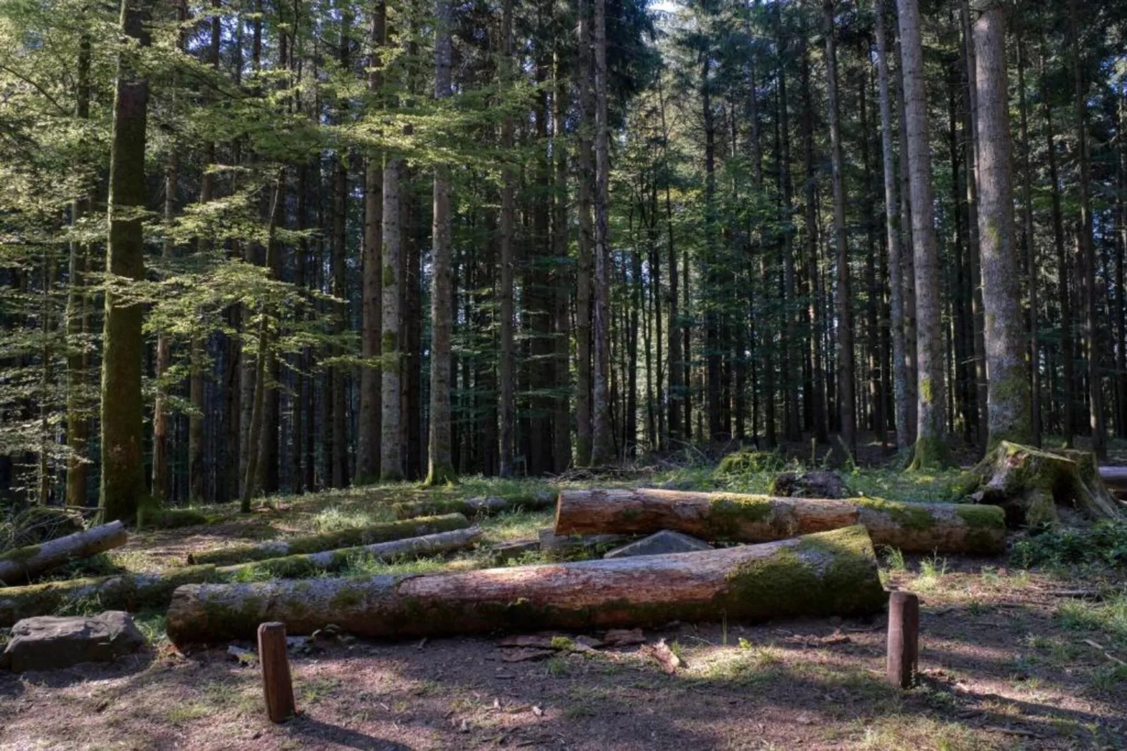 Le Paradis et Espace-Areas within 20km in summer