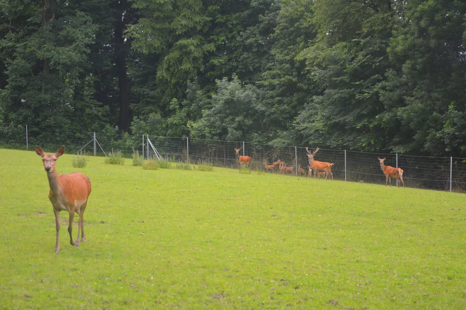 Le Vieux Tilleul du Château-Zones été à 1 km