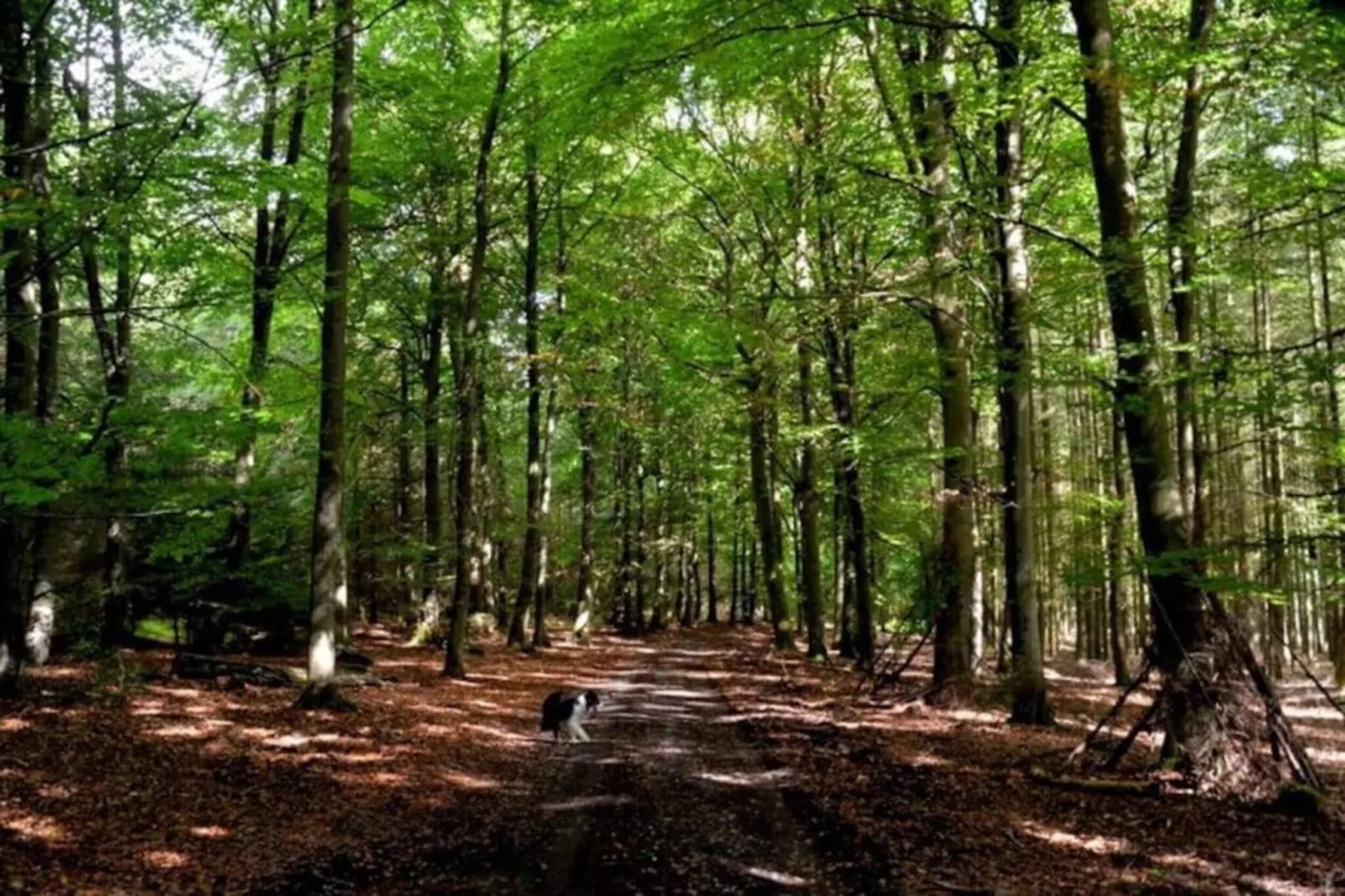 Horécalienne-Areas within 20km in summer