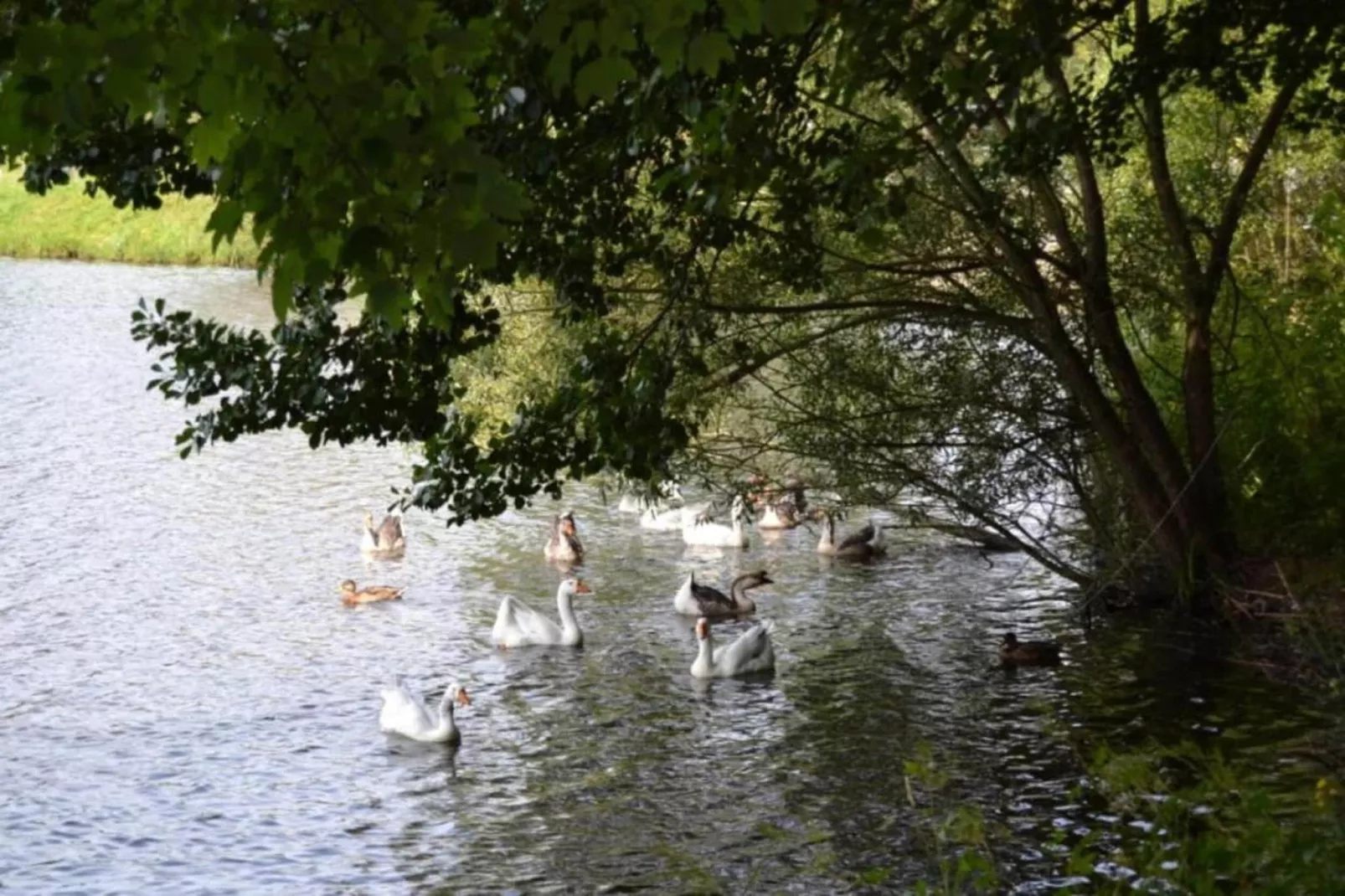 Libellule Style-Gebiete Sommer 20 km