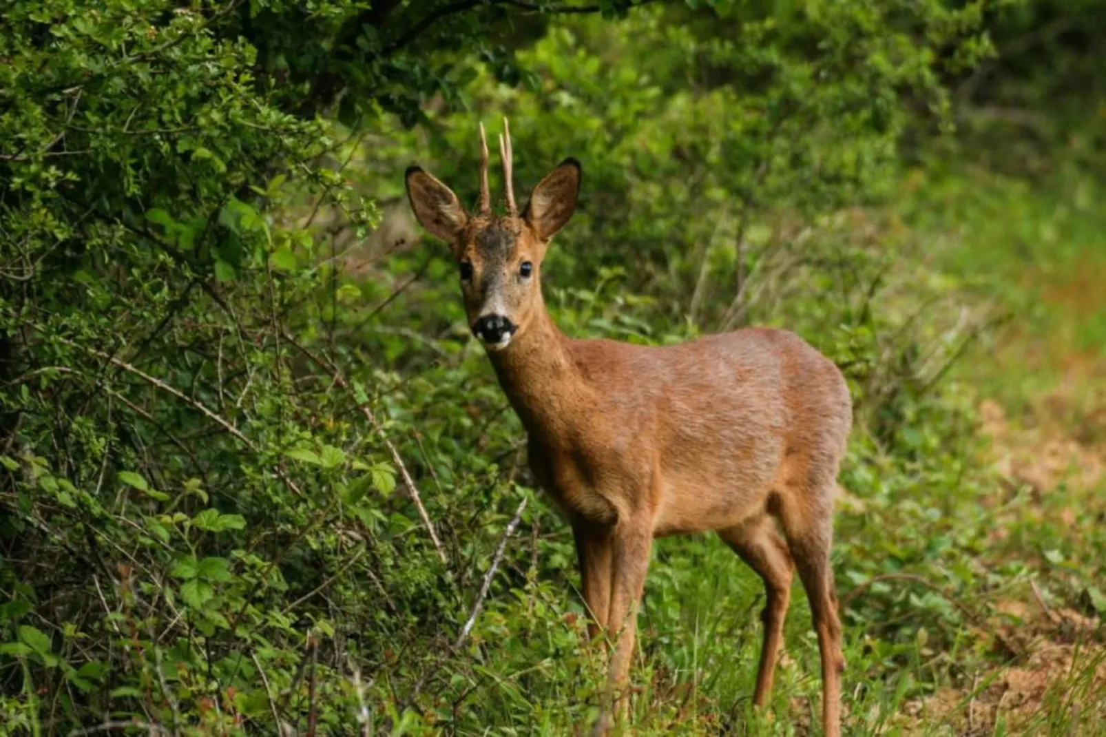 Le Pré en Bulles-Zones été à 20 km