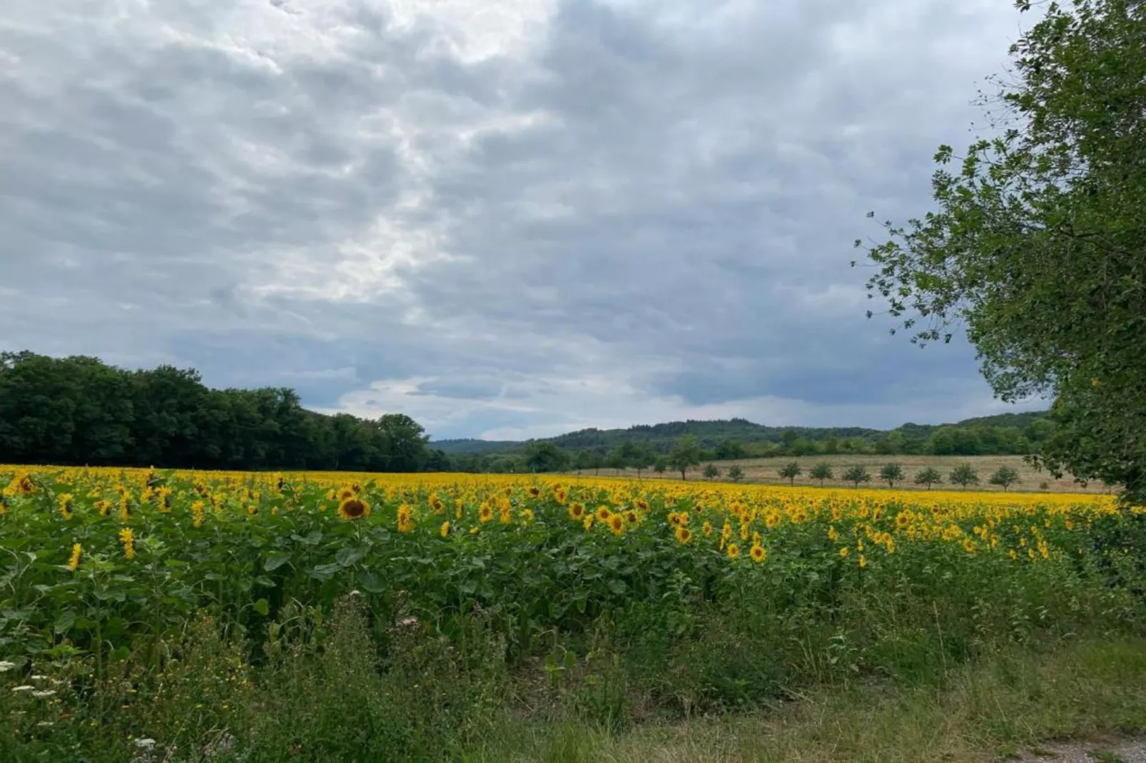 Blankenburg-Gebiete Sommer 5 km