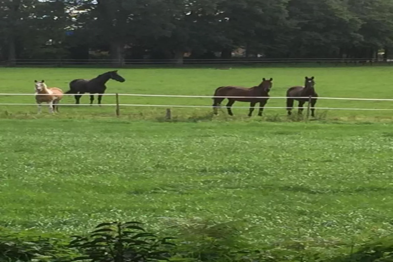 Ferienresort Bad Bentheim 3-Gebiete Sommer 20 km