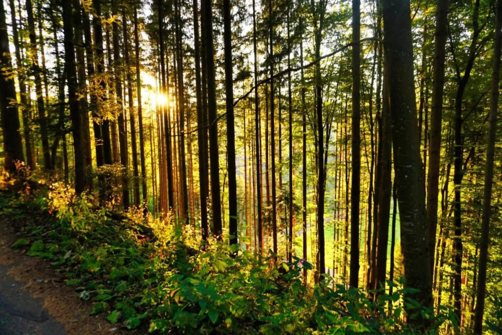 Schwarzwald-Gebiete Sommer 20 km