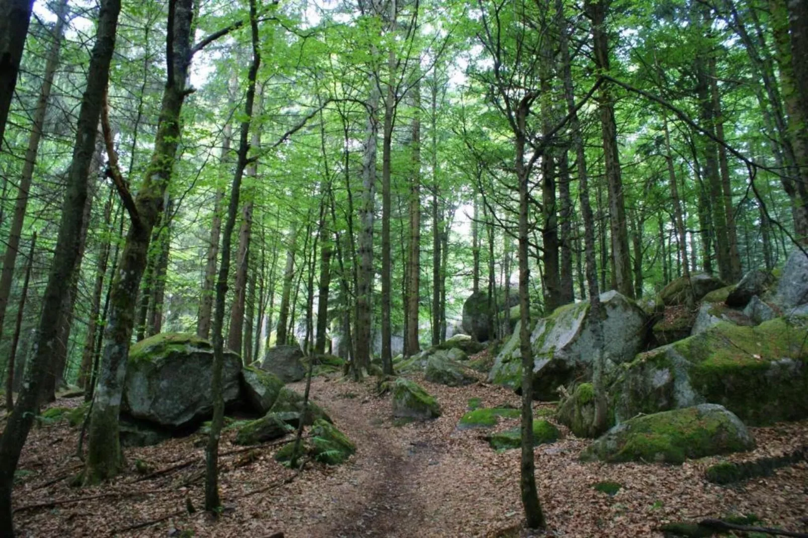 Neukirch-Areas within 20km in summer