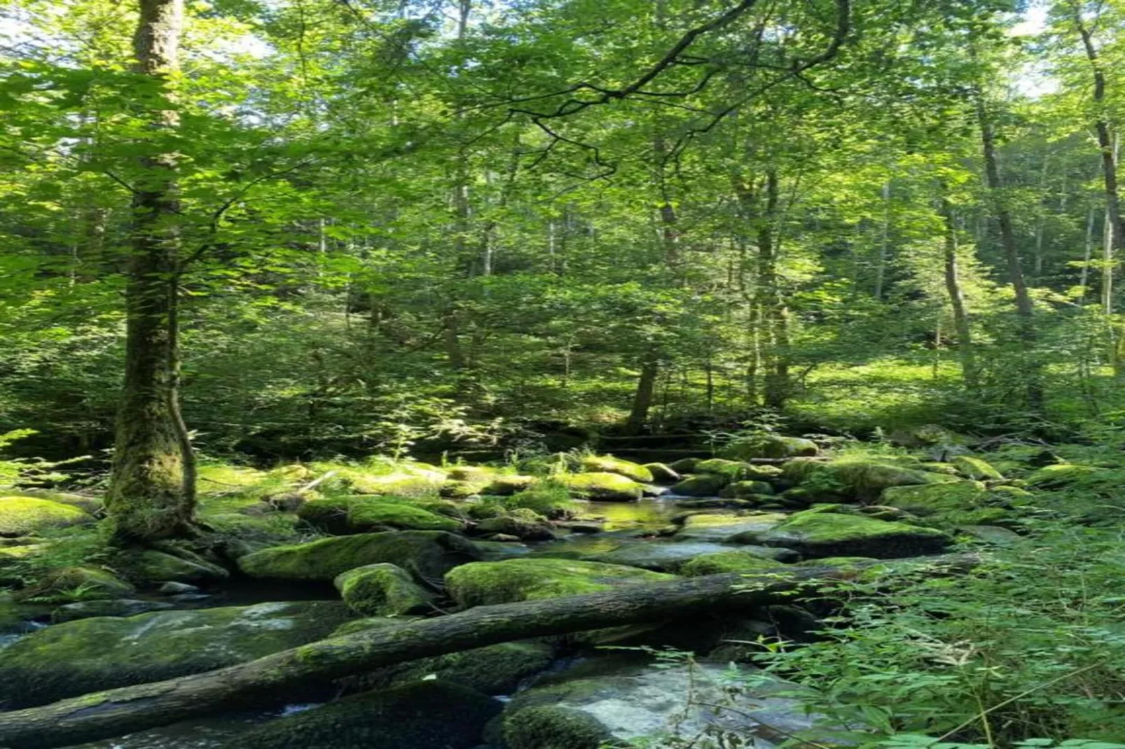 Bayerischer Wald-Areas within 20km in summer