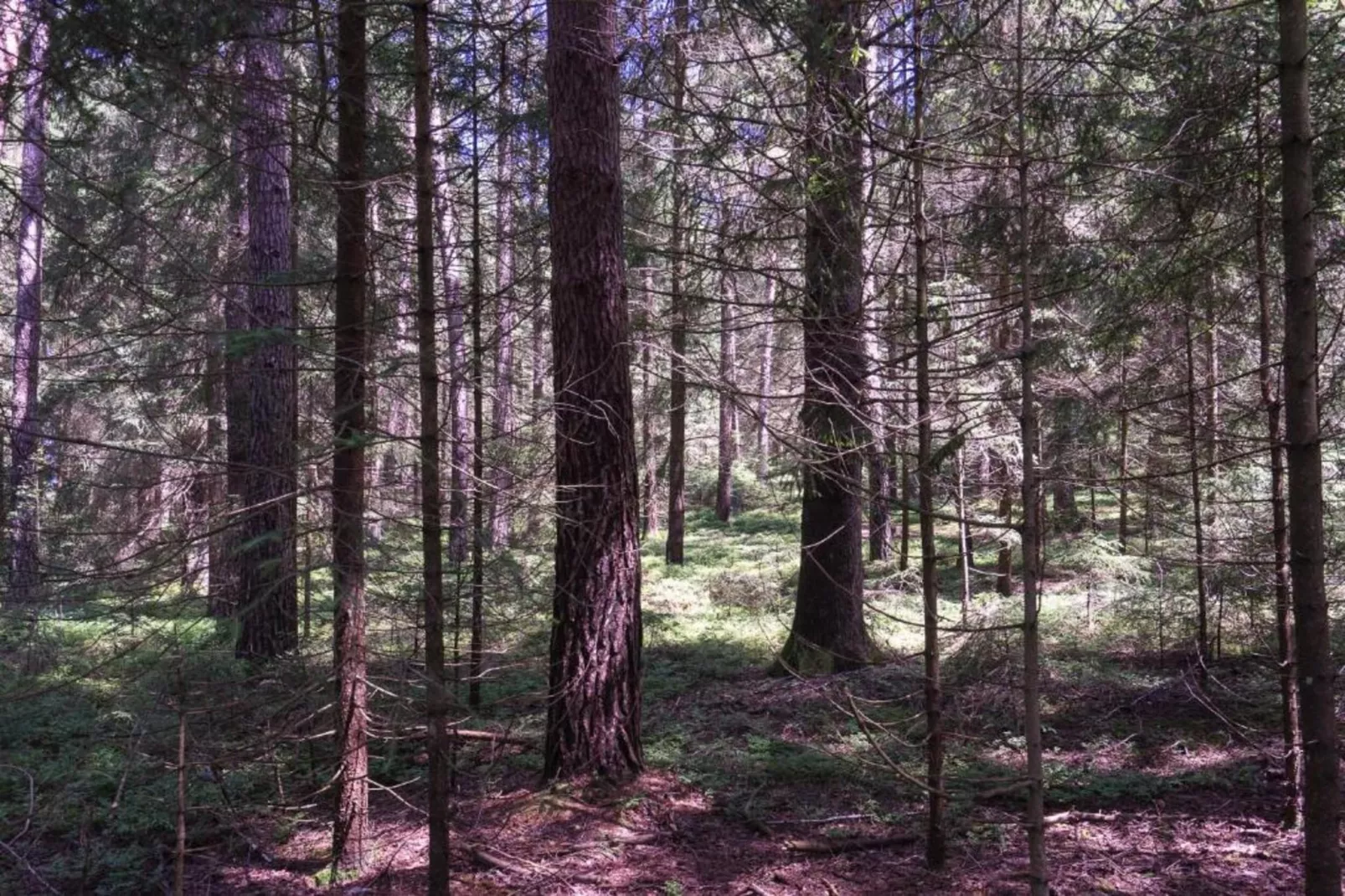 Waldferien-Areas within 20km in summer