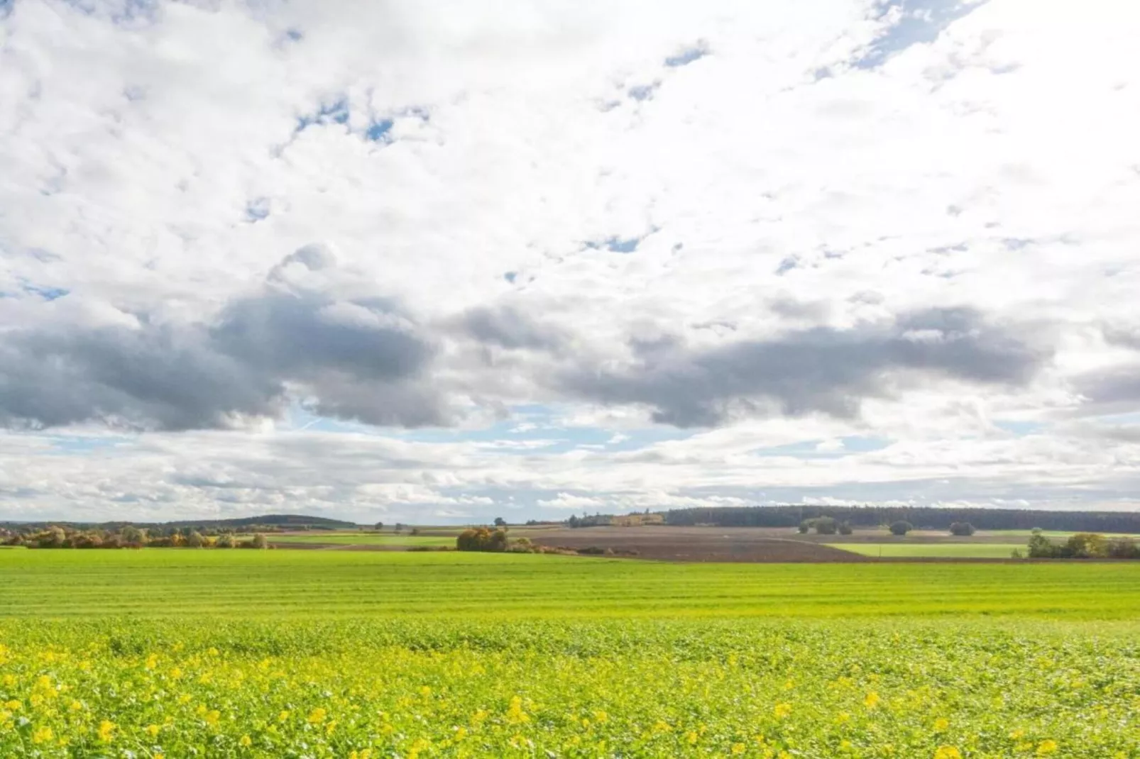 Wilder Wein-Areas within 20km in summer