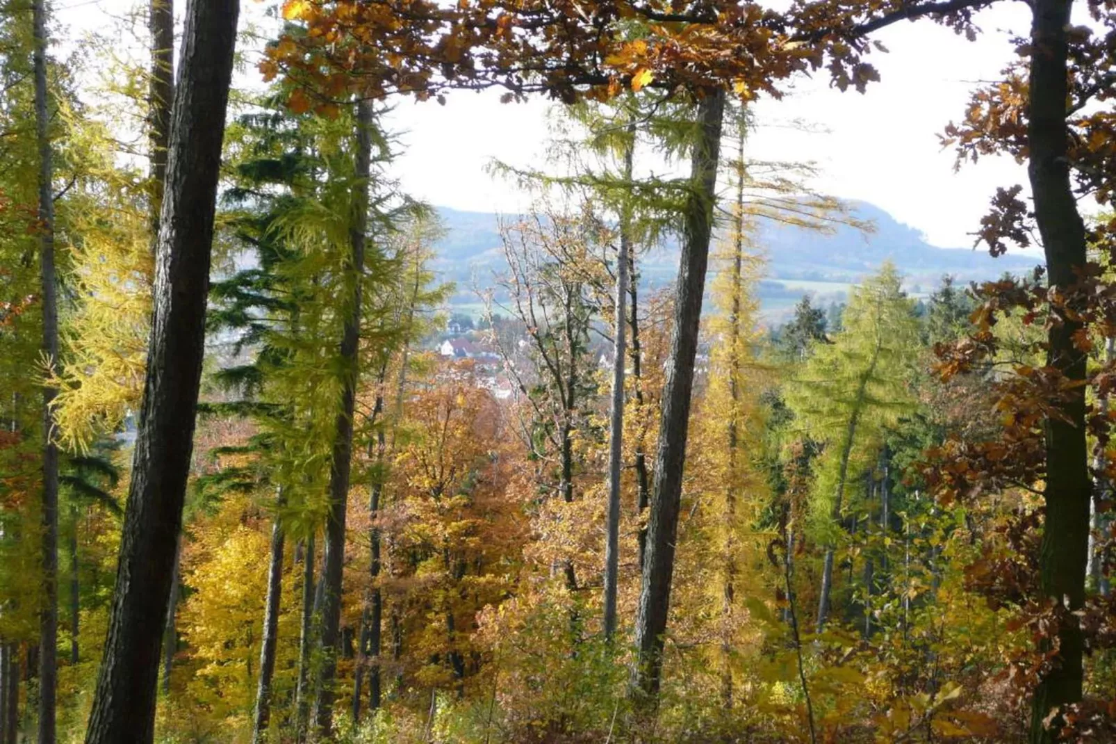 Thüringer Wald-Gebiete Sommer 20 km
