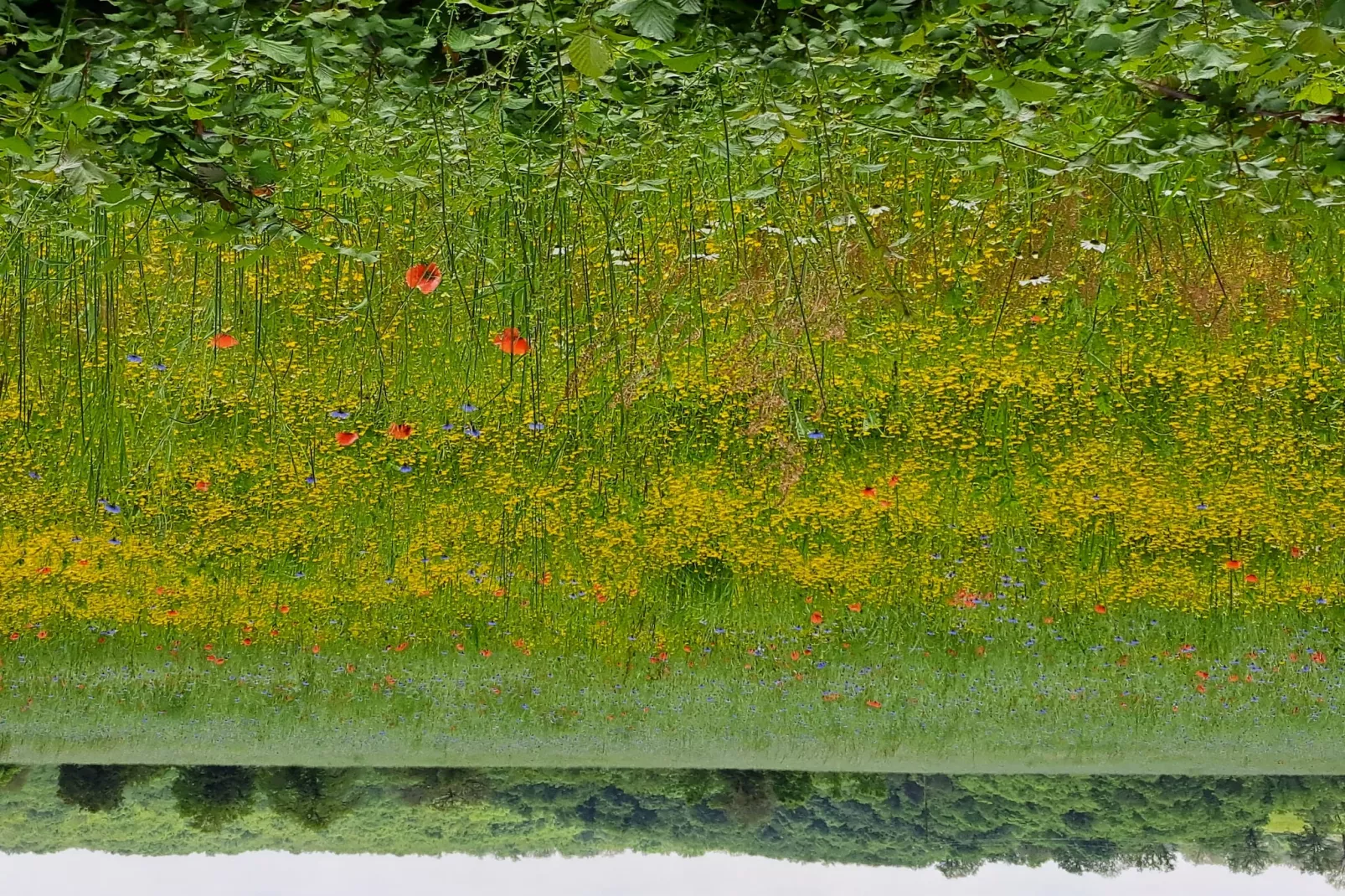 Maison de vacances -   VIEURE-Gebiete Sommer 1 km
