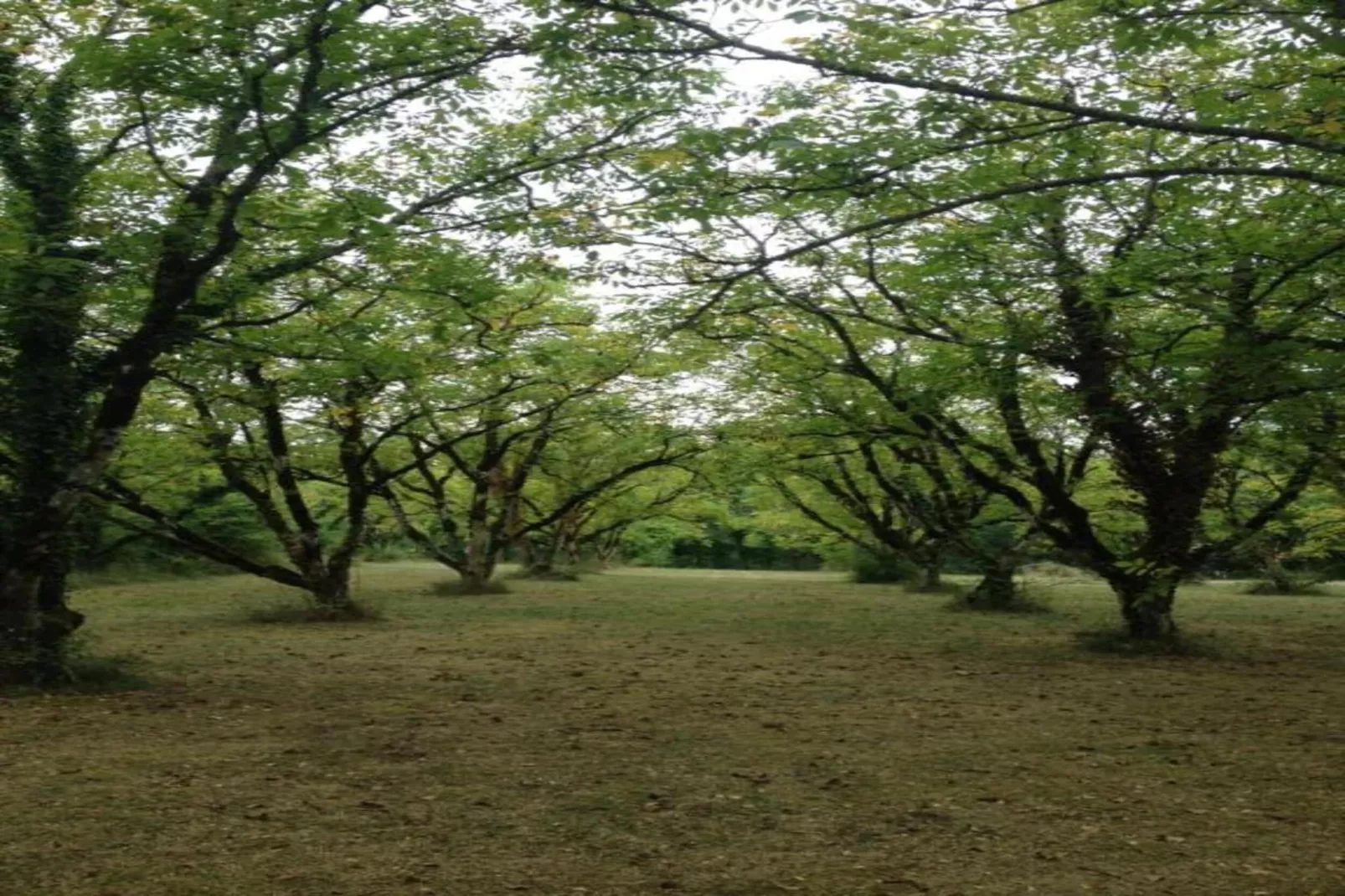 Rayon Vert-Areas within 20km in summer