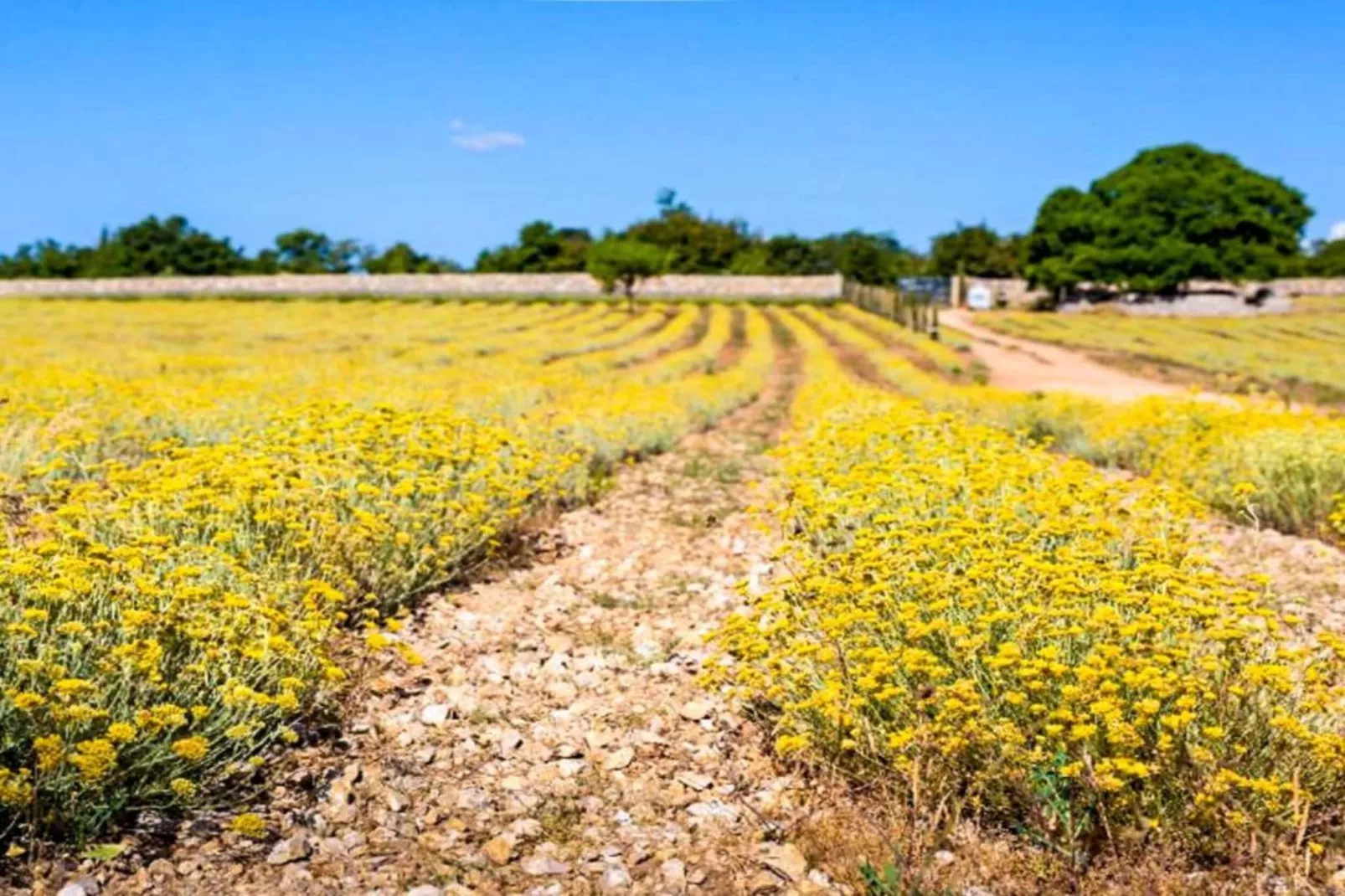 Apartment Darija-Areas within 5km in summer