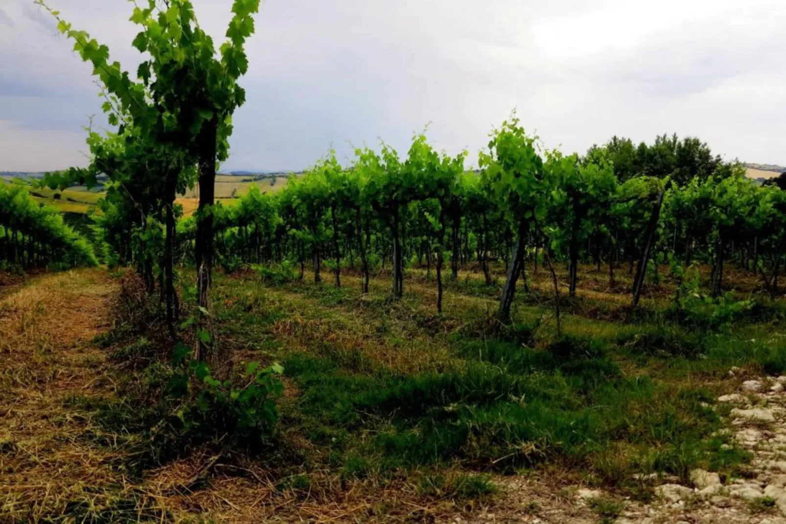 La Cantinaia Botte-Zones été à 20 km