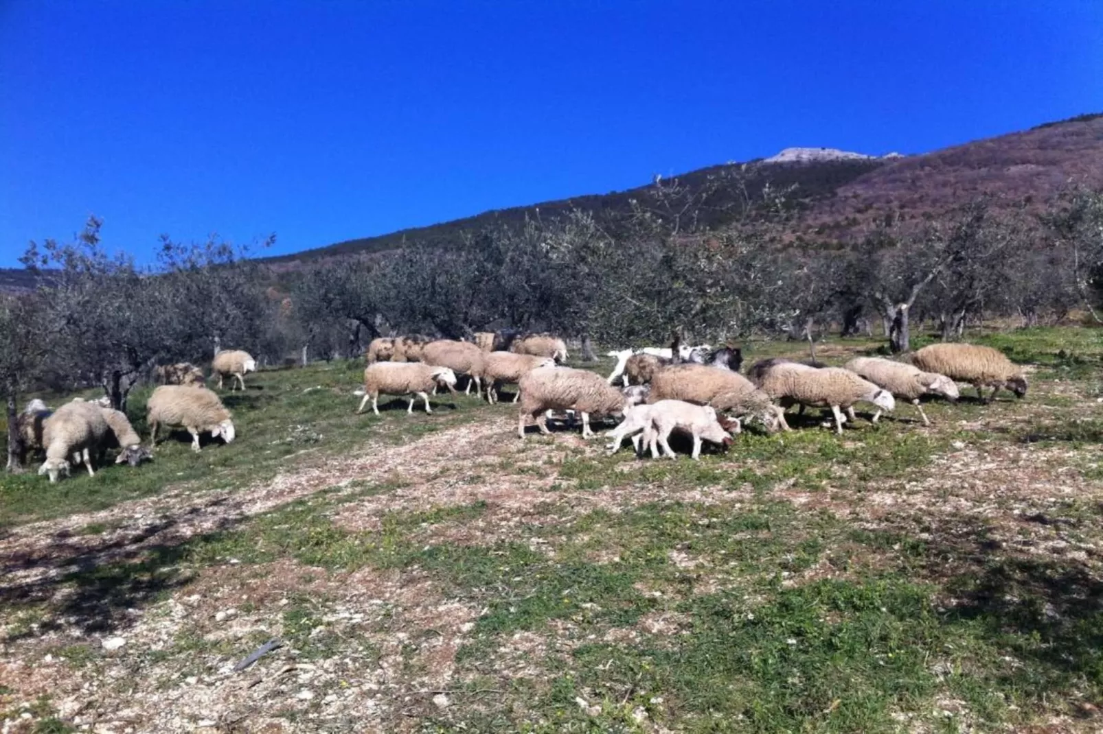 Bilo 1-Areas within 20km in summer