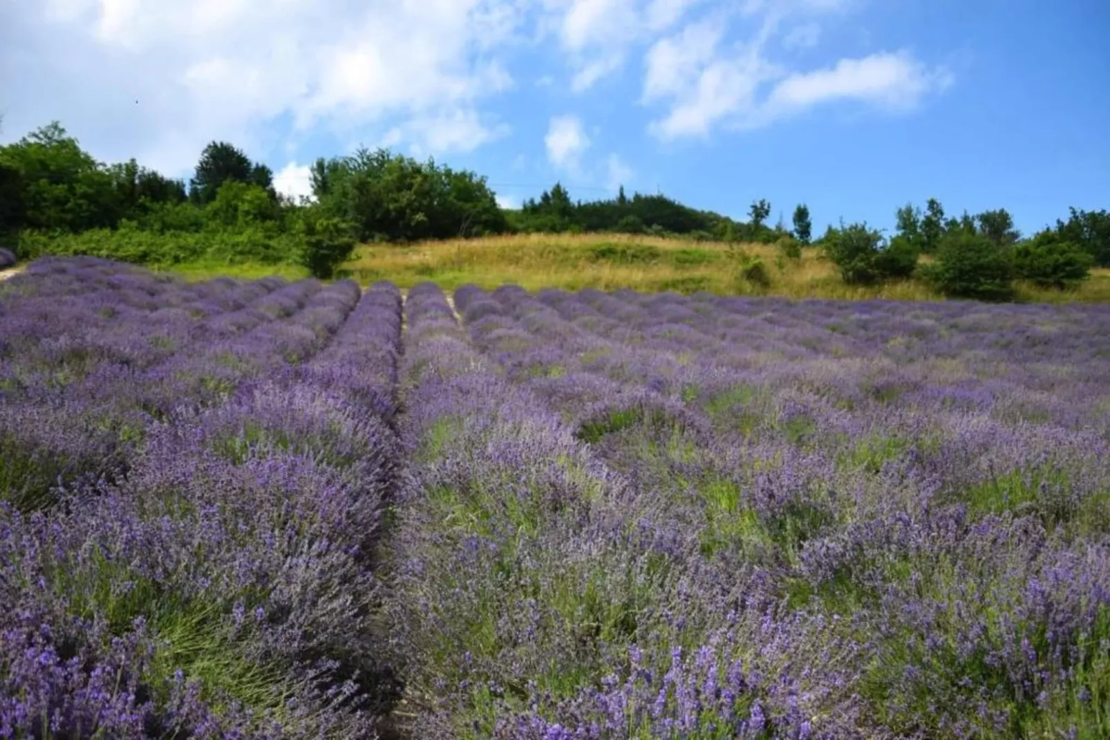 Barolo-Areas within 20km in summer