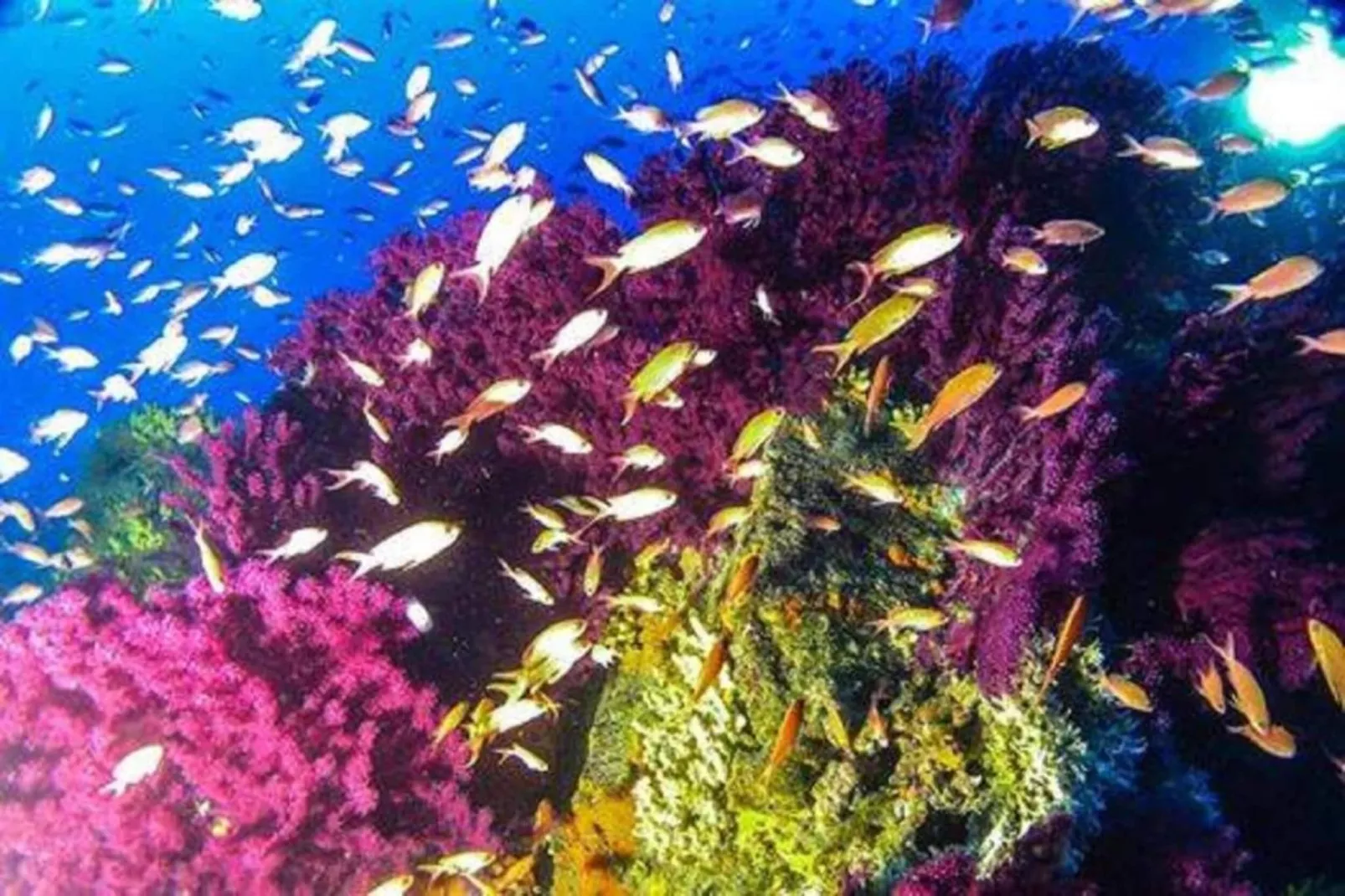 Nidino del Gufo-Areas within 20km in summer