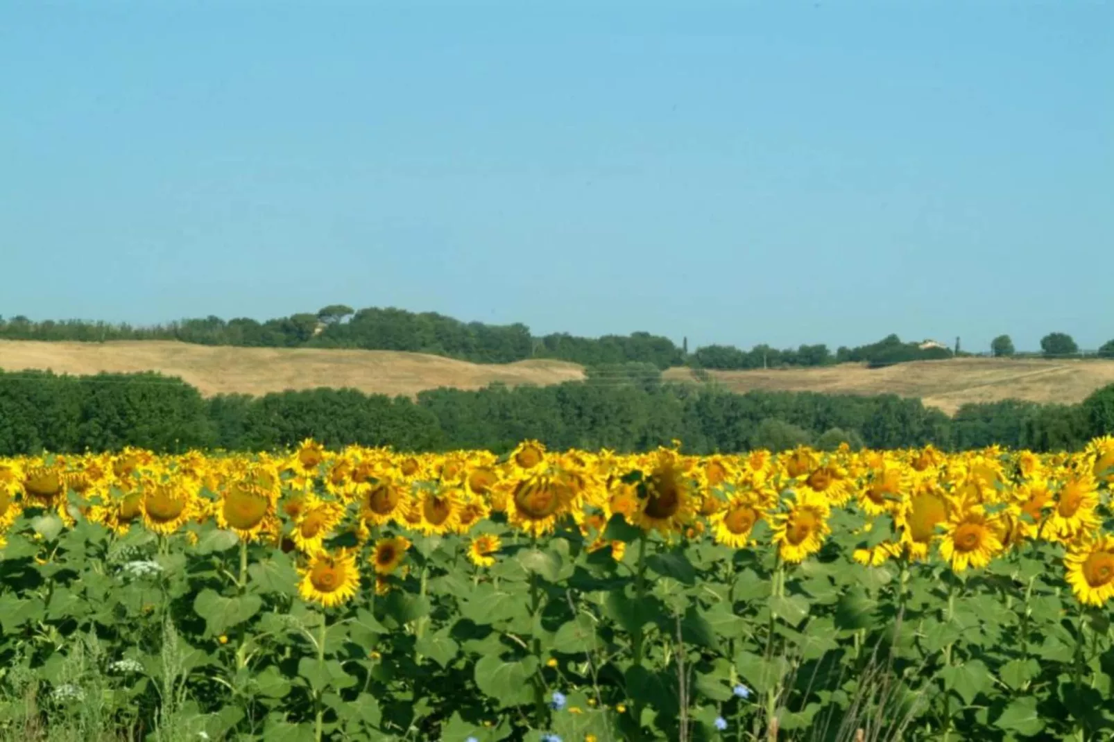 Matilde-Areas within 5km in summer
