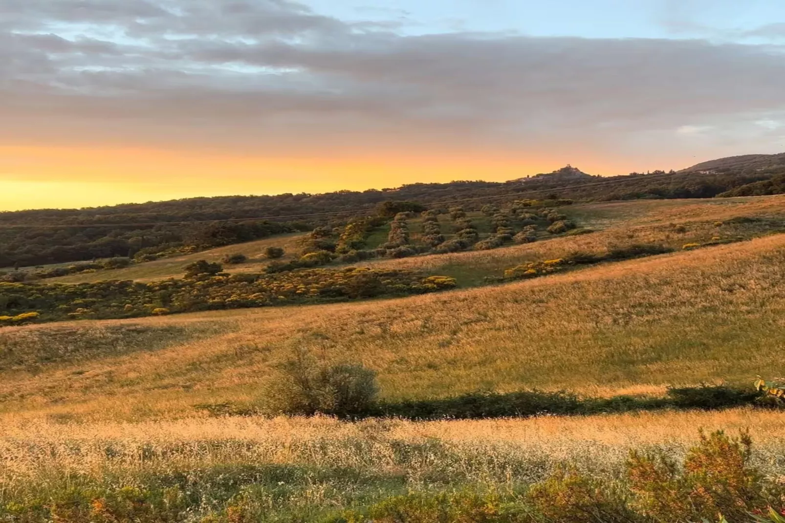 Paulonia-Areas within 20km in summer