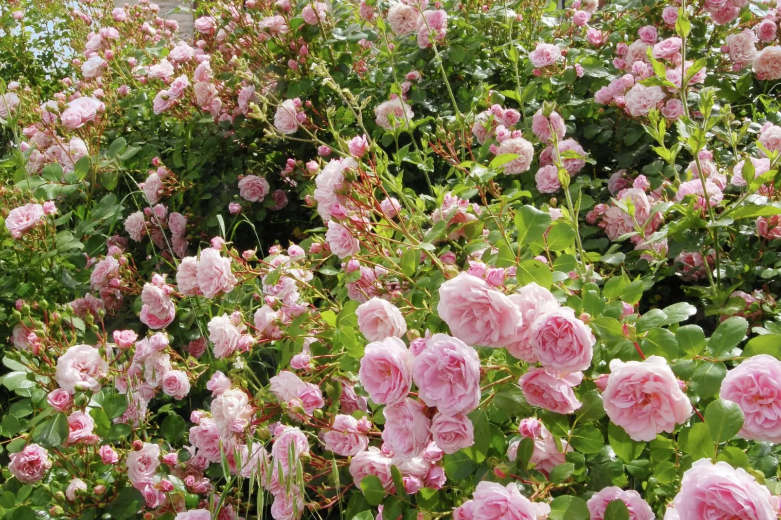La Cinciallegra-Jardins en été