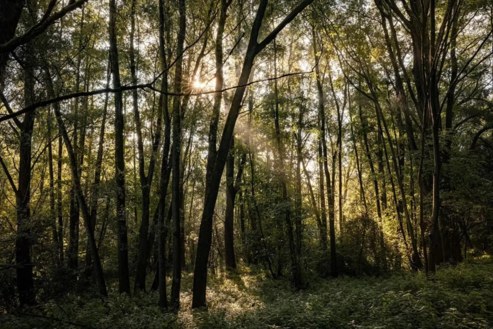 Reewold-Gebiete Sommer 20 km