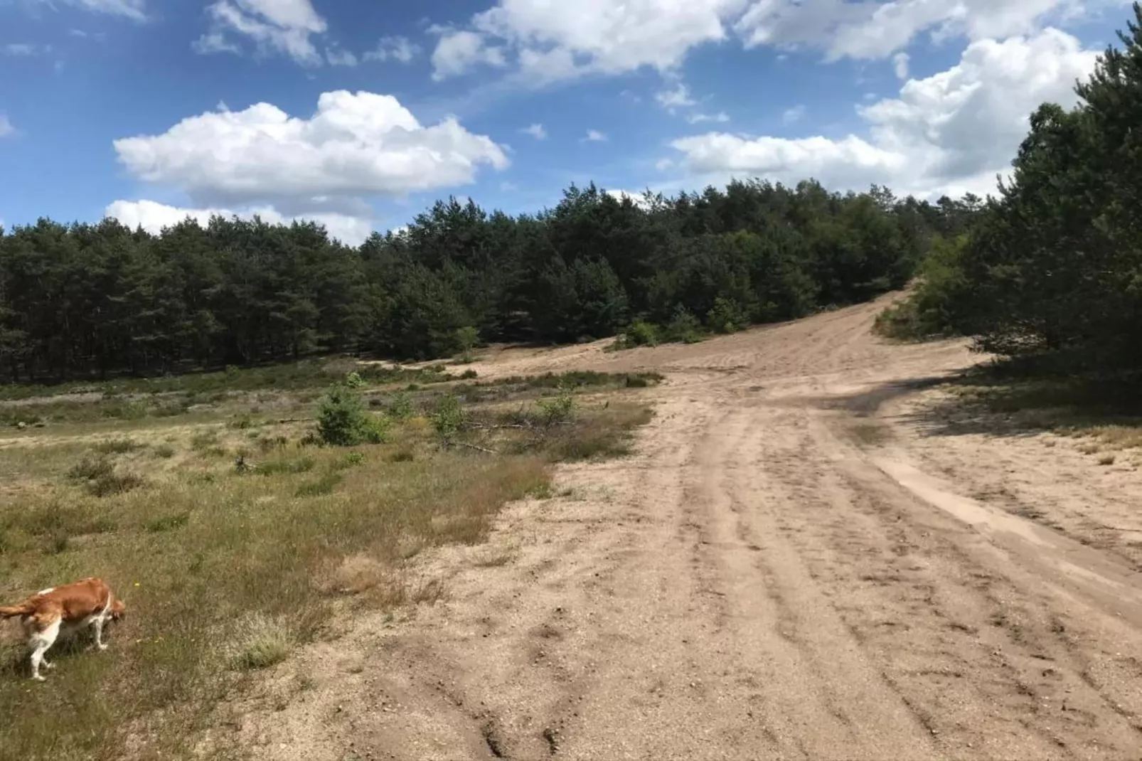 De Veluwse Eekhoorn-Areas within 20km in summer