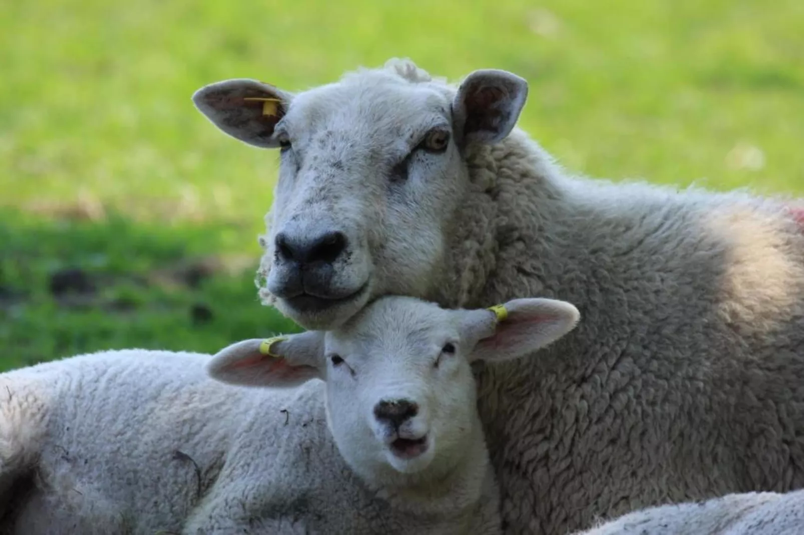 Residentie Californië 6-Zones été à 20 km