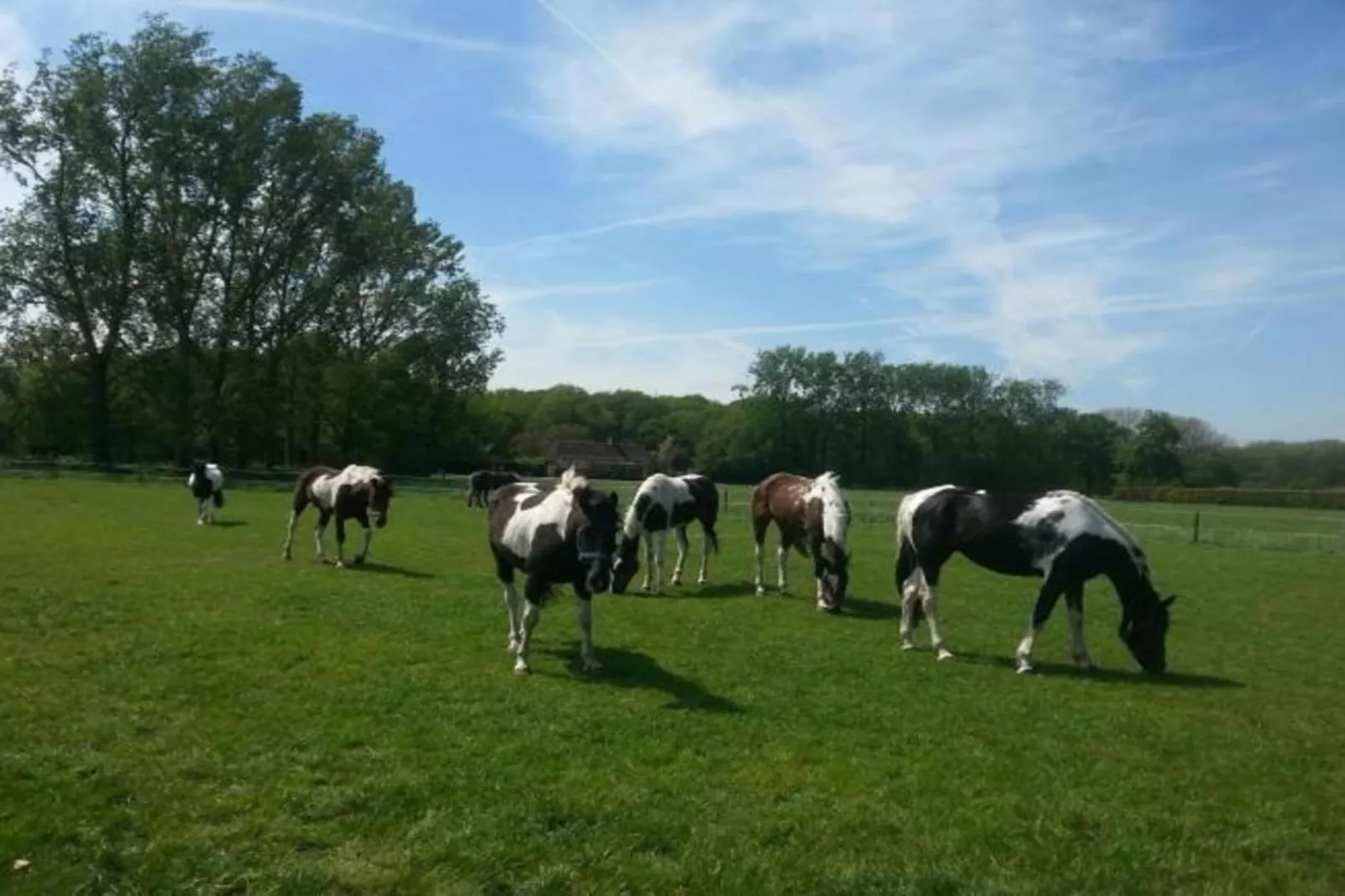 Recreatiepark Duinhoeve 11-Areas within 20km in summer