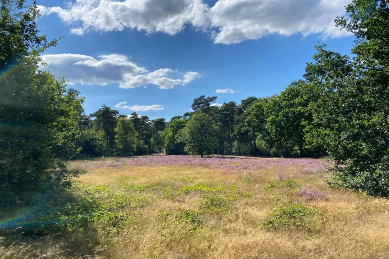 Vakantiepark De Heihorsten 9-Areas within 5km in summer