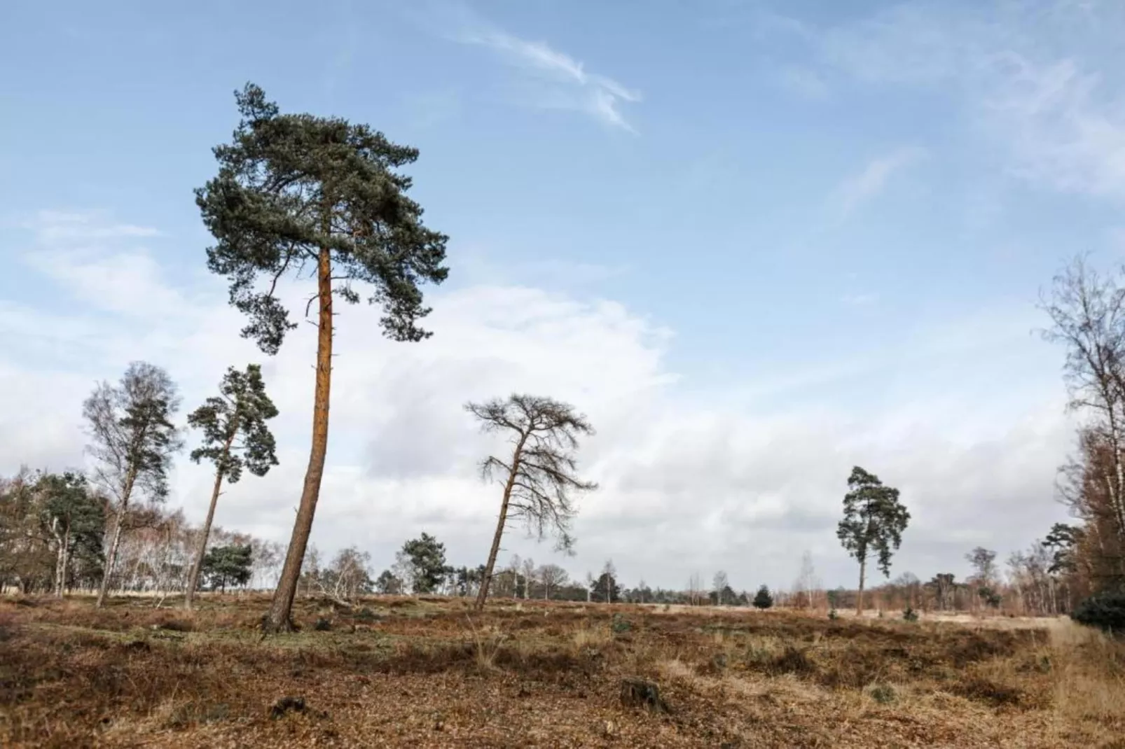 Bospark 't Wolfsven 15-Zones été à 5 km