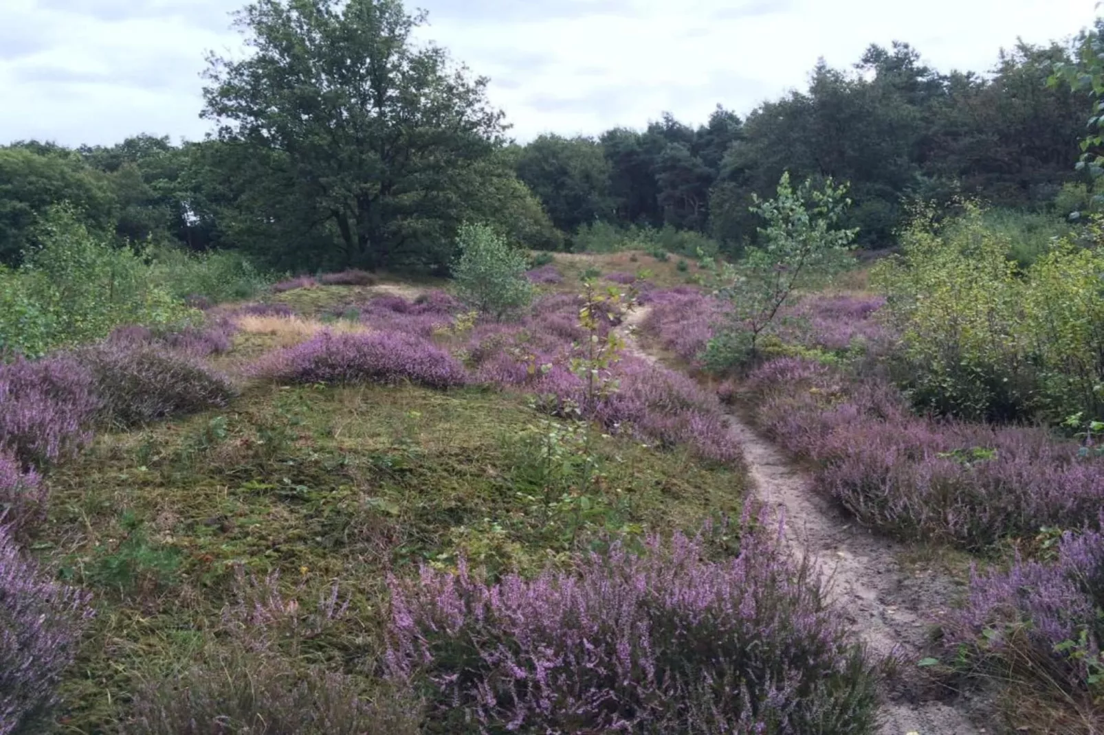 Résidence Klein Vink 4-Areas summer 20km